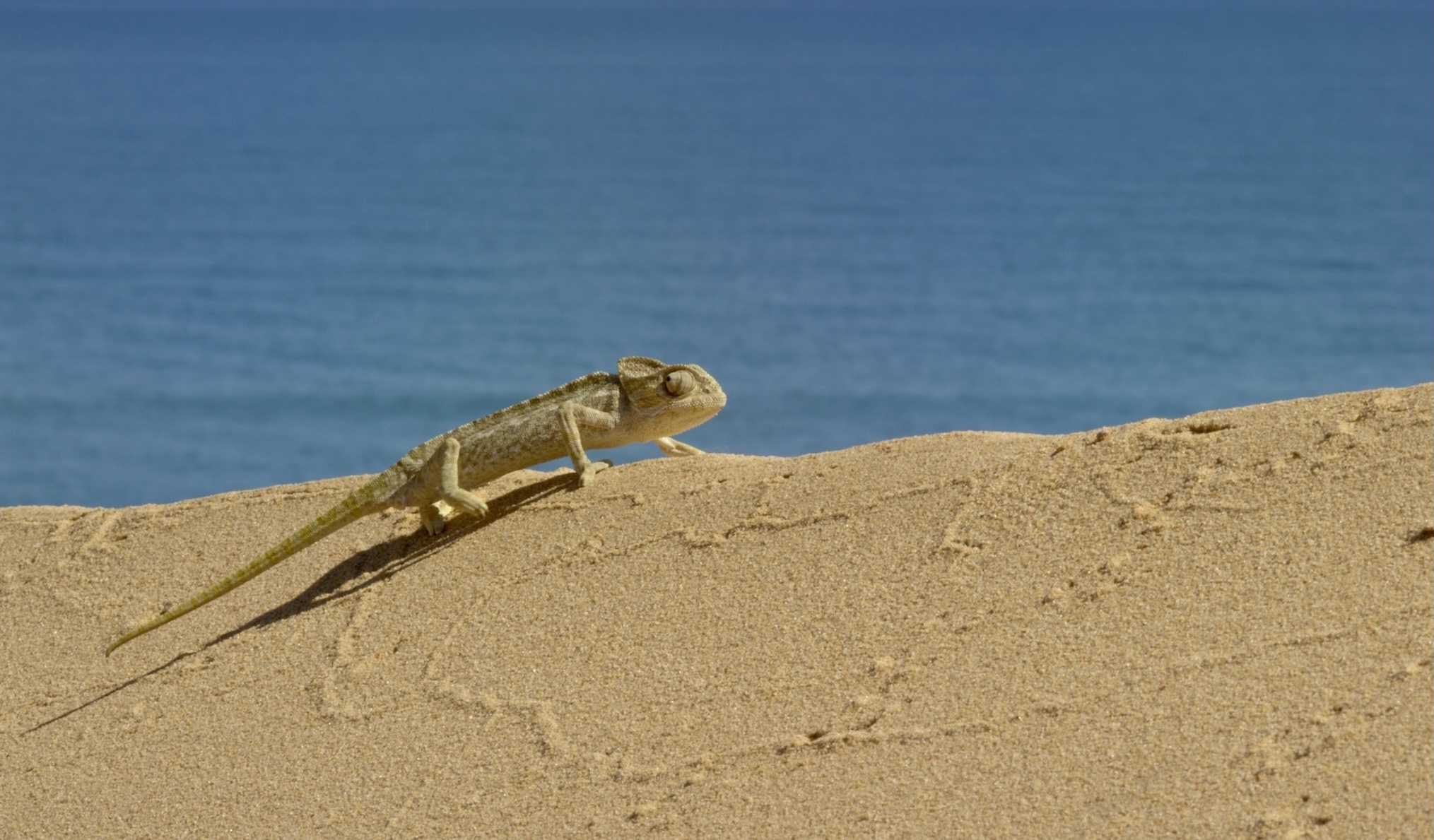 A chameleon walks across a sandy dune in Doñana with the blue ocean and sky in the background. The chameleon’s colors blend with the sand for camouflage.