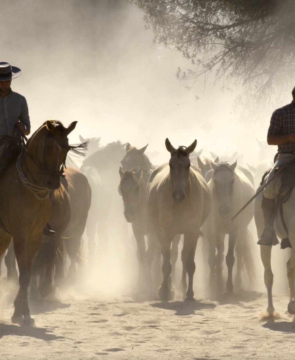 Four people on horseback guide a herd of horses through a dusty landscape in Doñana, Spain, sunlight filtering through the haze as the riders and animals move forward.