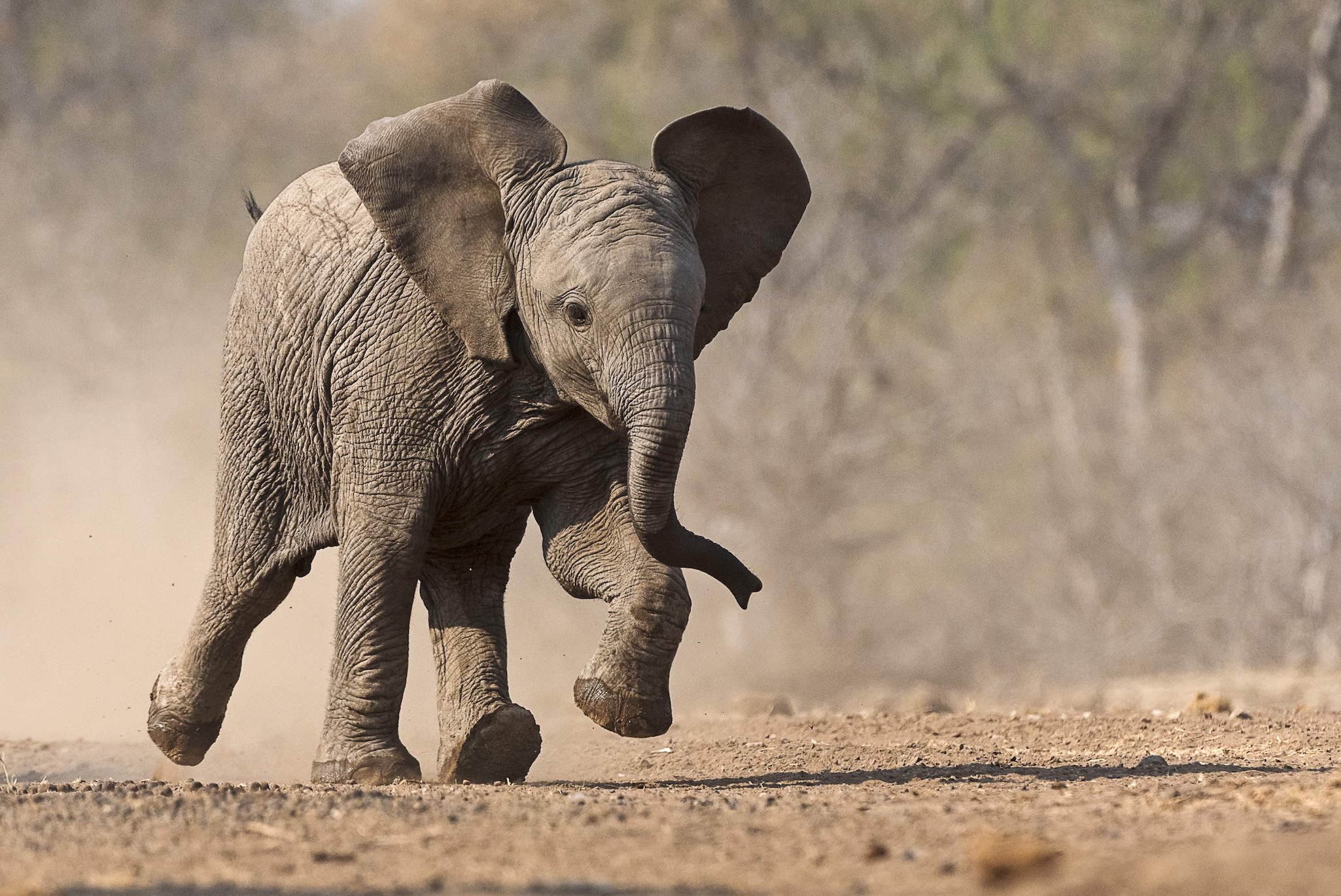 A baby elephant runs playfully on a dusty dirt path, ears flapping and trunk curled, as if already facing giants, with blurred trees and a dry landscape in the background.
