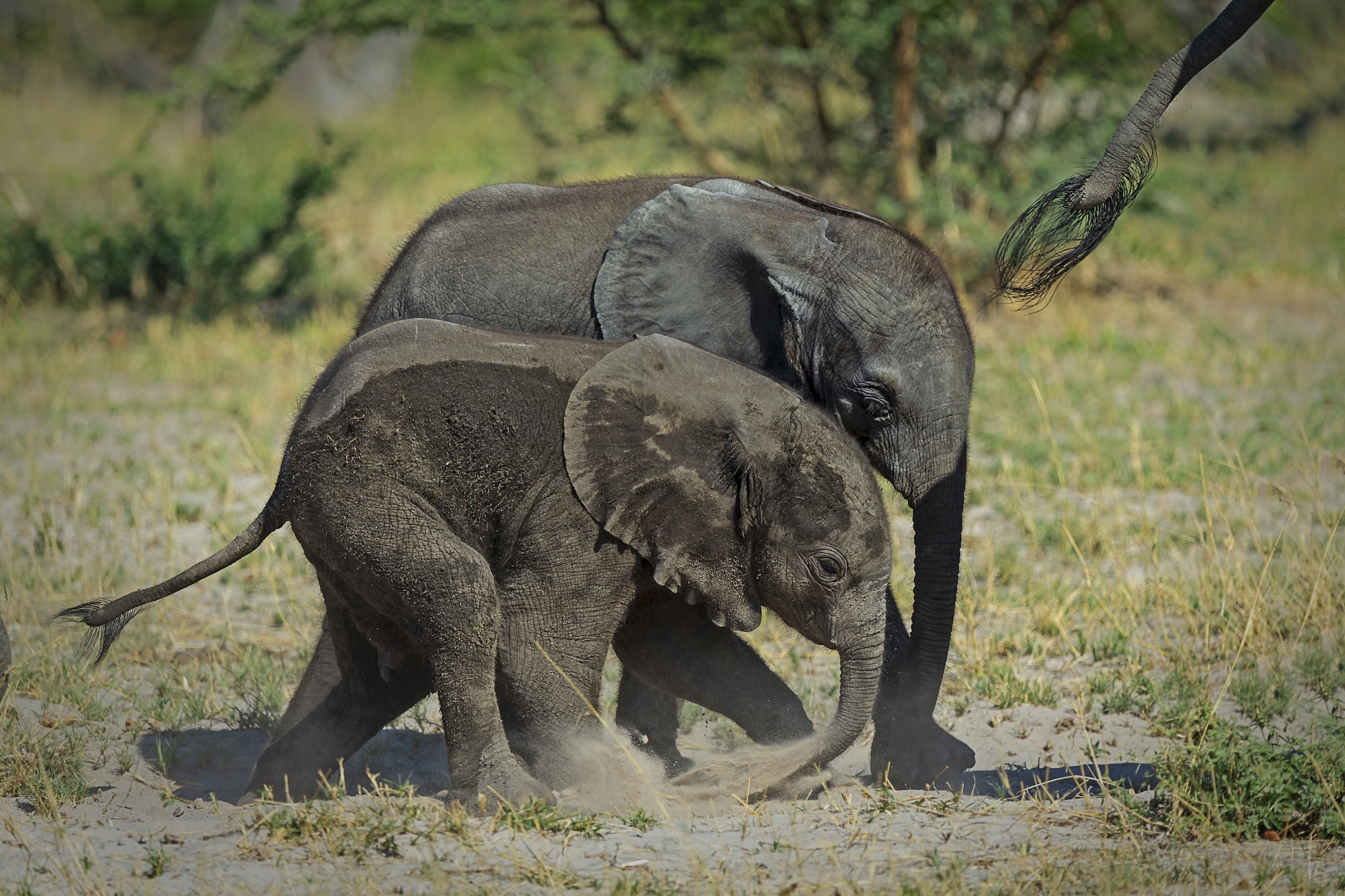 Two young elephants, like gentle giants, play together on sandy ground, their trunks and heads touching as one nudges the other. Surrounded by grass and blurred greenery, they embody the spirit of facing giants side by side.
