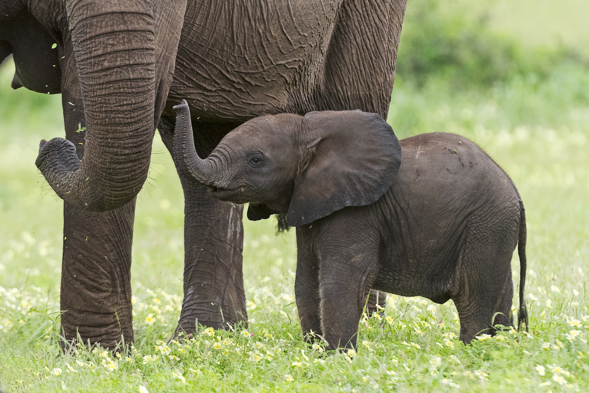 A baby elephant stands close to an adult elephant, raising its trunk toward the giants leg in a grassy field with small yellow flowers—capturing the spirit of facing giants.