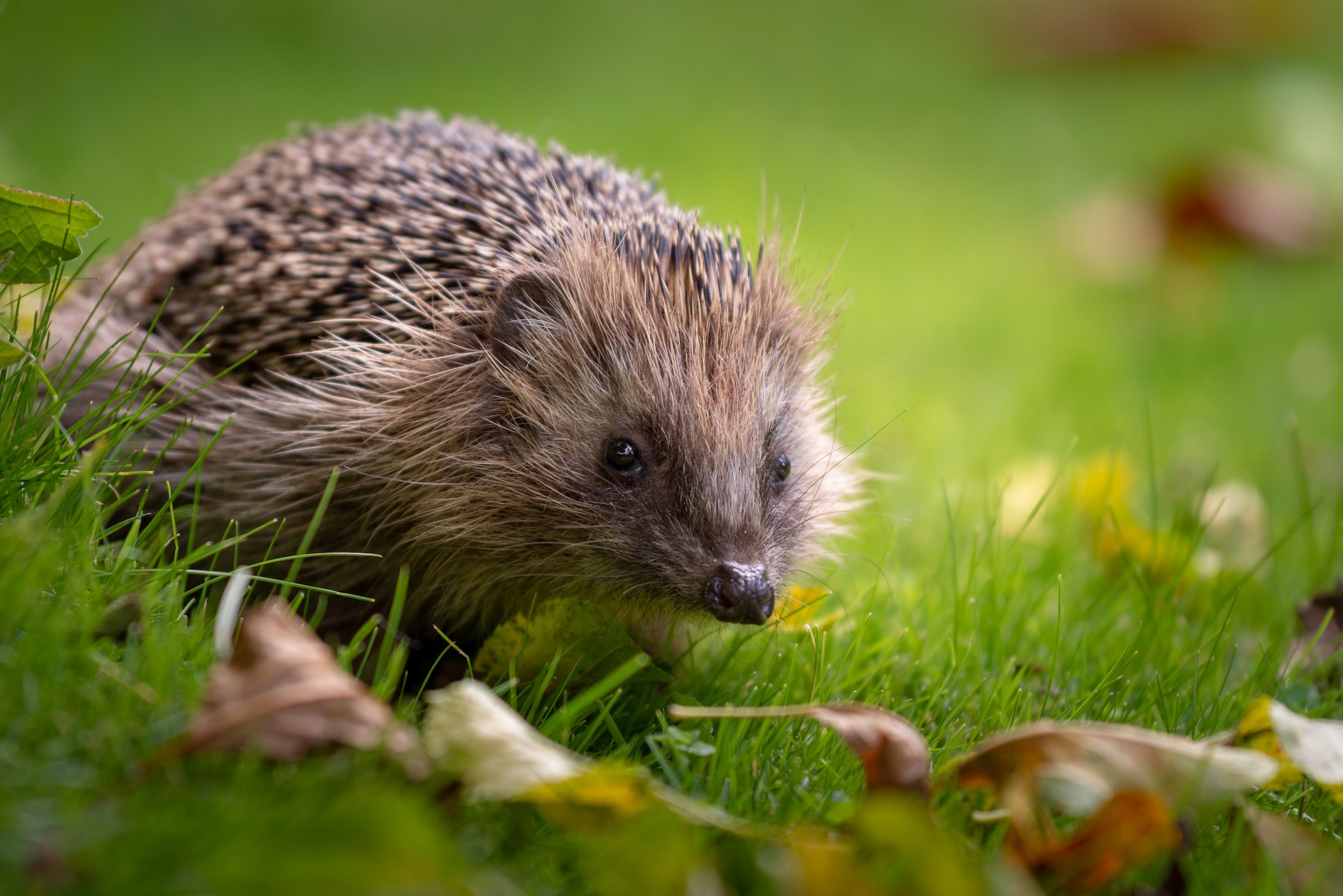 A close-up of a hedgehog walking through green grass in a garden, surrounded by scattered leaves. The softly blurred background highlights the hedgehog’s spiky fur and curious expression.