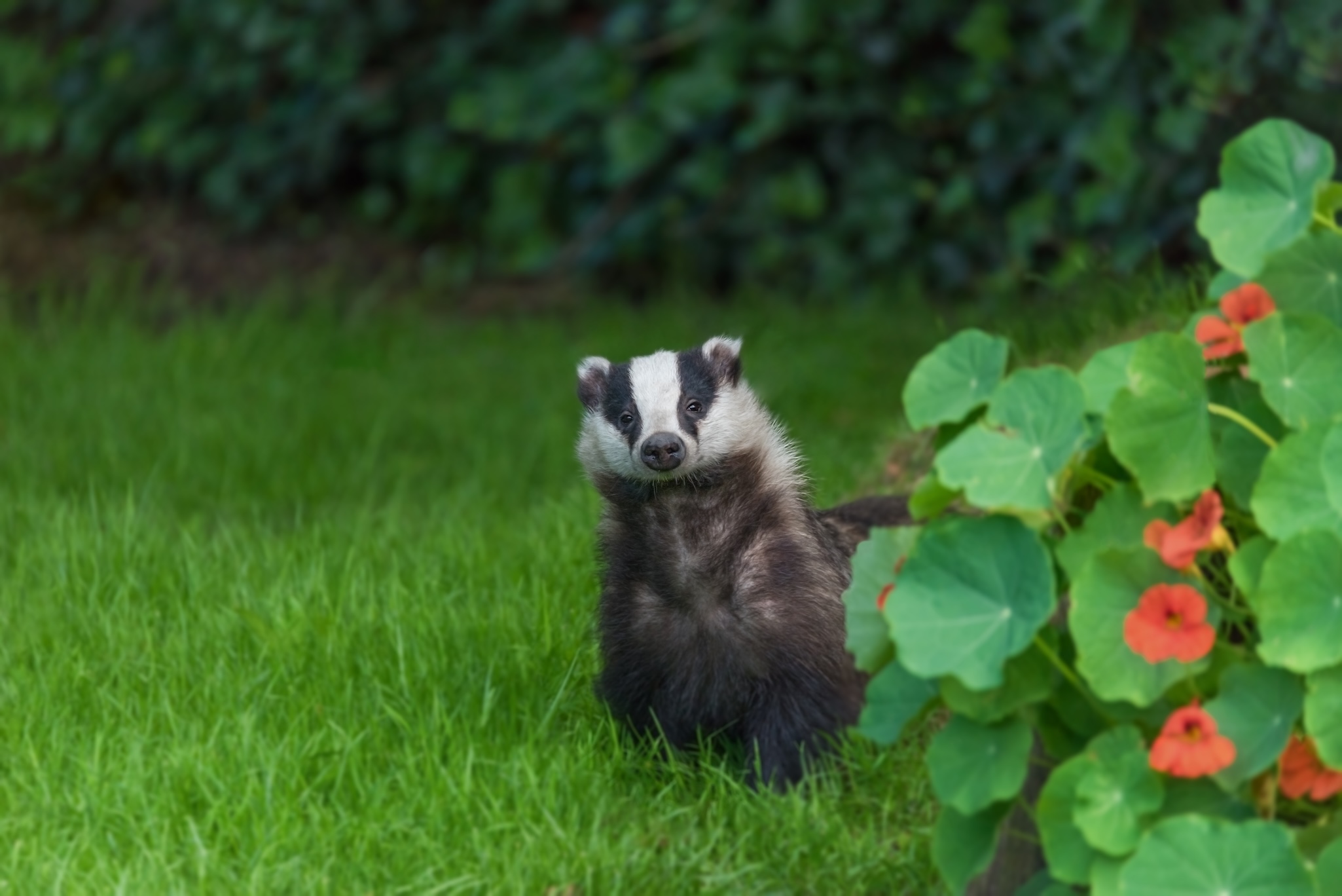 A European badger stands alert on green grass in a garden near a bush with green leaves and orange flowers, with a blurred background of foliage.