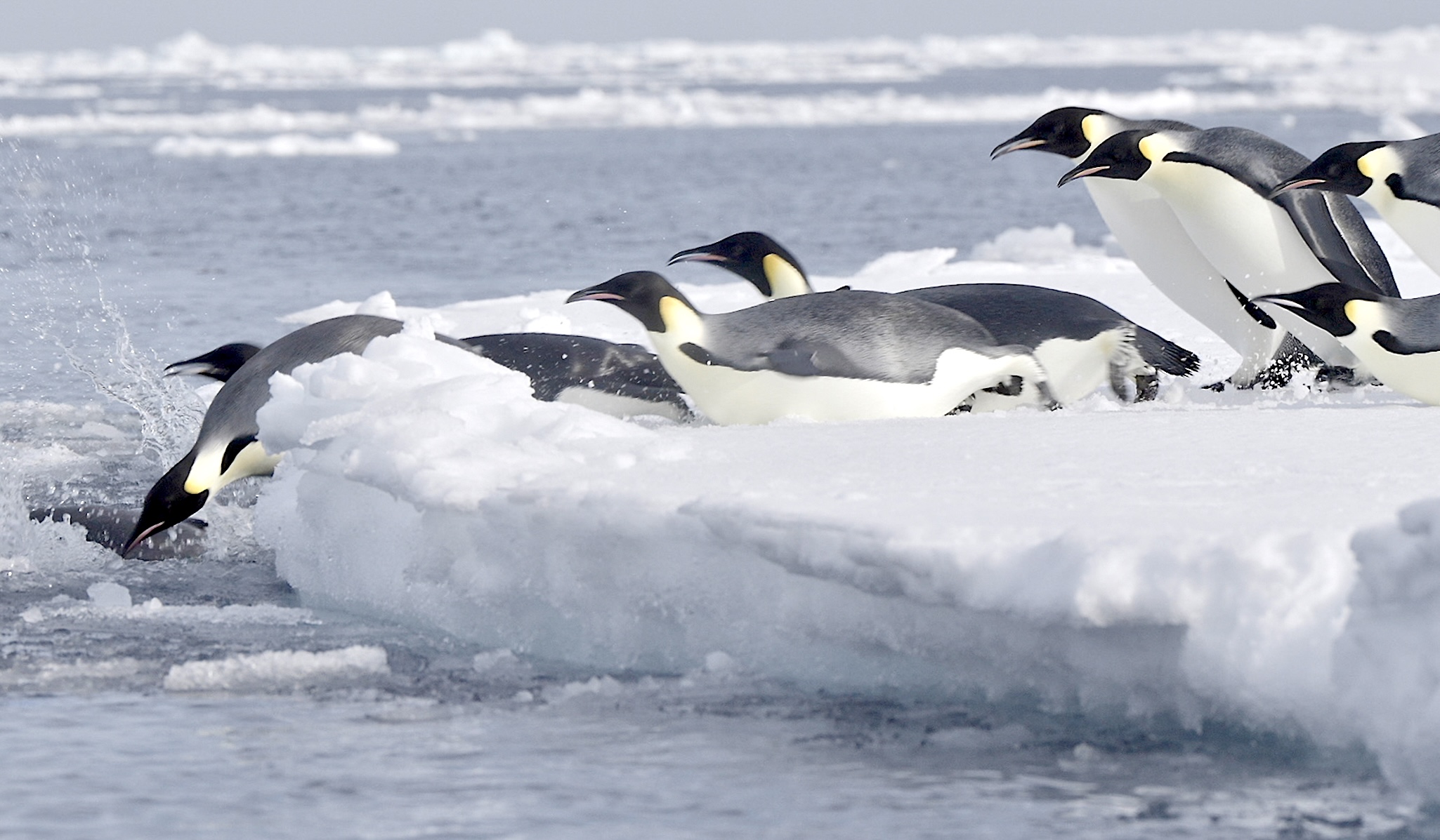 A group of emperor penguins is sliding off an icy edge into the cold ocean water, surrounded by floating ice and snow.