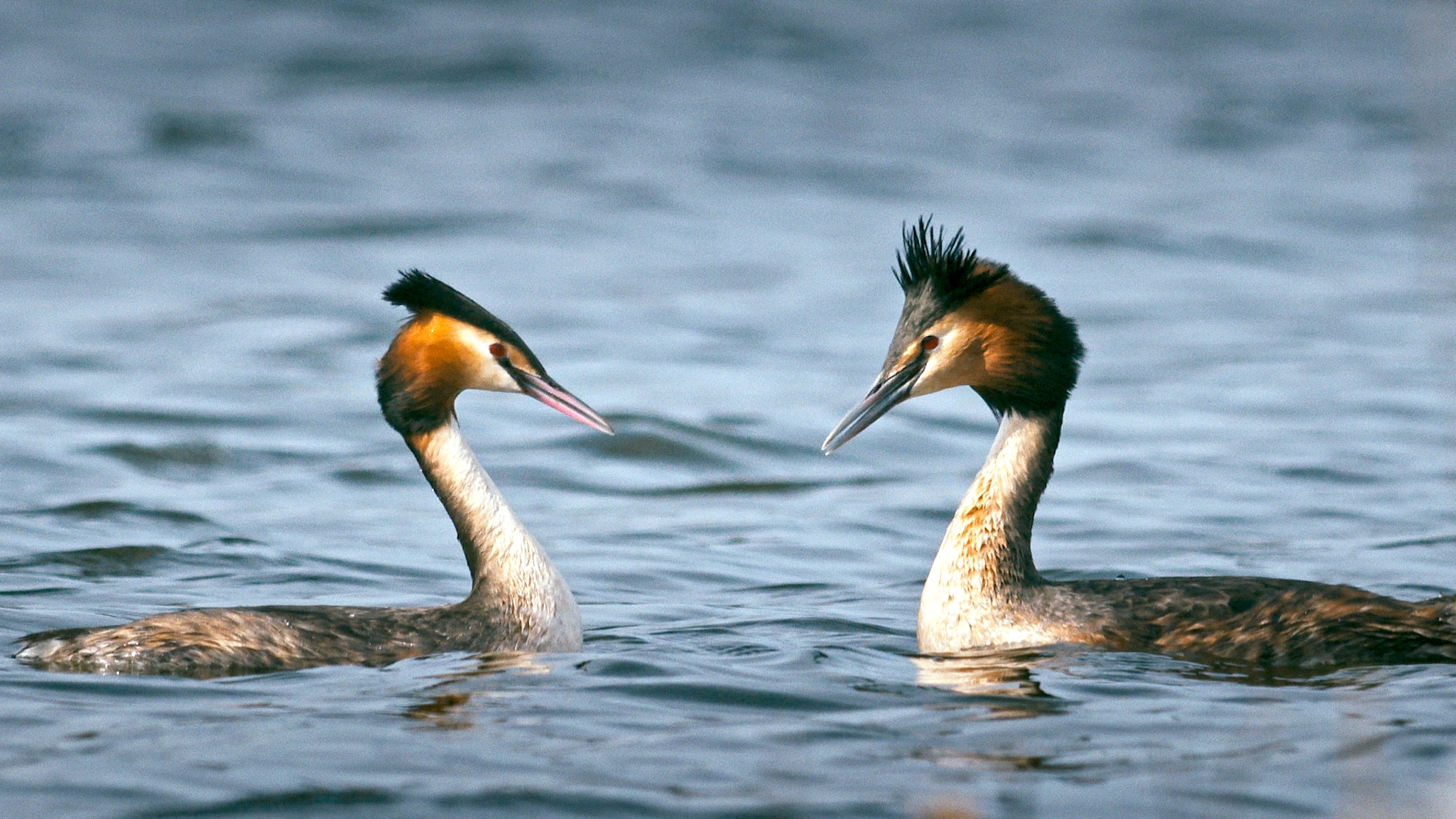 Two great crested grebes with ornate head feathers and long necks swim side by side on a calm body of water near Oslo, facing each other.