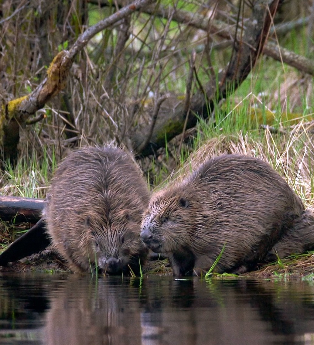 Two beavers with brown fur are sitting on the grassy, muddy bank of a pond near Oslo, surrounded by reeds and tree branches, with their reflections visible in the water.