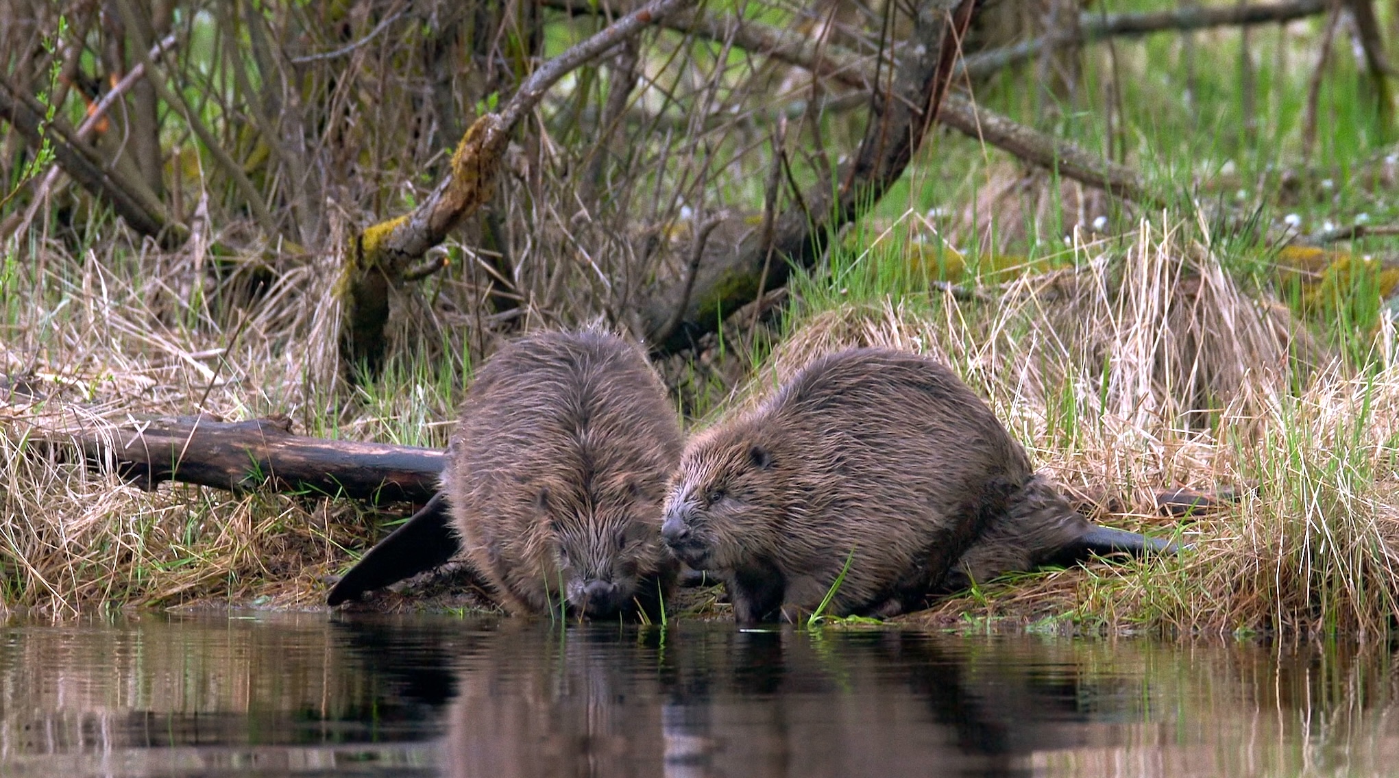 Two beavers with brown fur are sitting on the grassy, muddy bank of a pond near Oslo, surrounded by reeds and tree branches, with their reflections visible in the water.