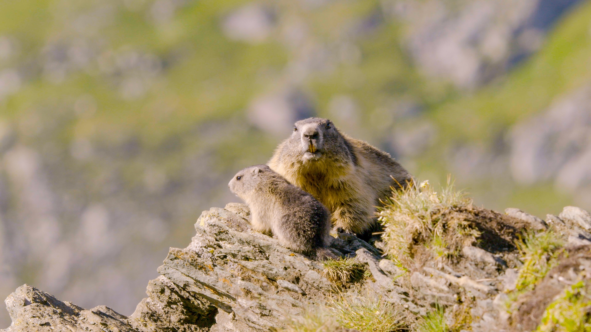 Two marmots sit on a rocky outcrop in Switzerland, with one adult and one smaller marmot facing the camera. The blurred, green, mountainous landscape behind them captures the essence of Swiss travel and adventure.