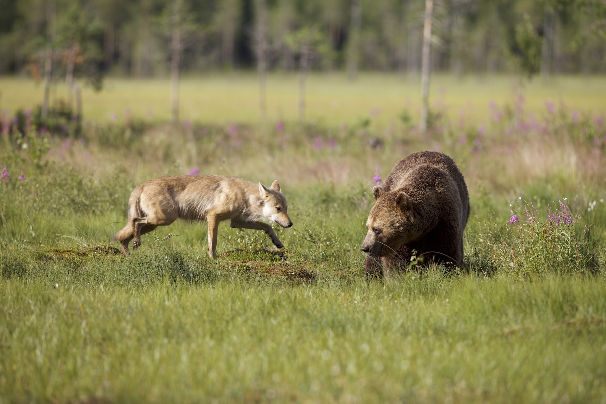 A wolf cautiously approaches a brown bear in a grassy field with wildflowers and trees in the background.
