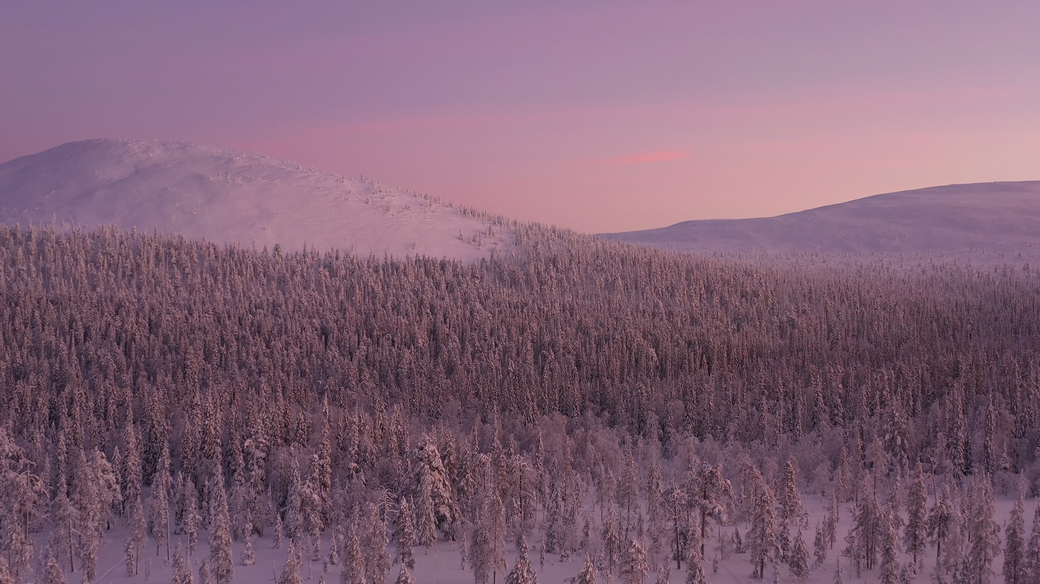Snow-covered trees stretch across a forest beneath rolling hills, all bathed in a soft purple-pink light from the setting or rising sun in a winter landscape.