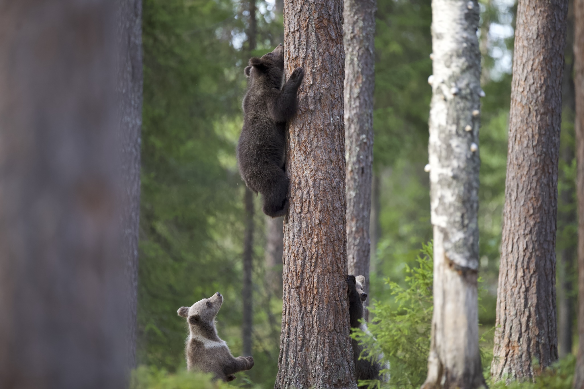 Two bear cubs are in a forest; one is climbing a tree while the other stands at the base looking up. A third bear is partially visible behind the tree. Tall trees surround them.