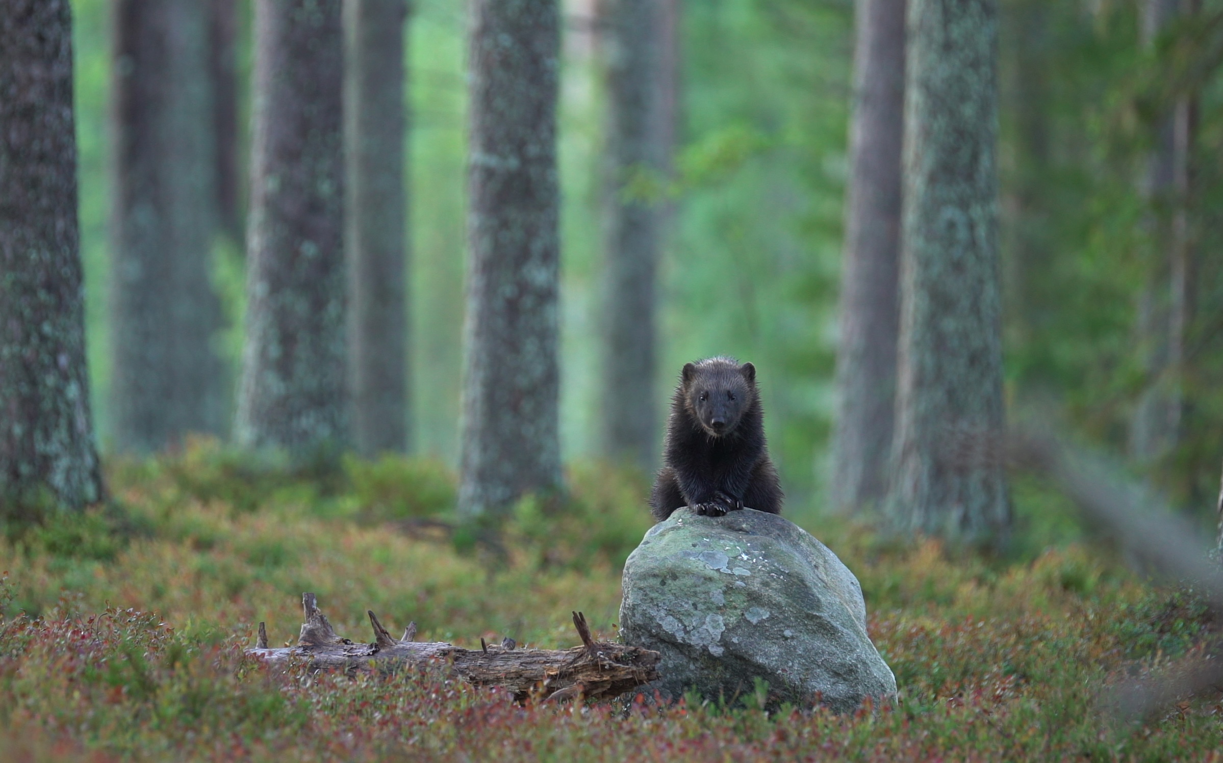 A bear cub sits on a large rock in a forest, surrounded by tall trees and green undergrowth, looking directly at the camera.