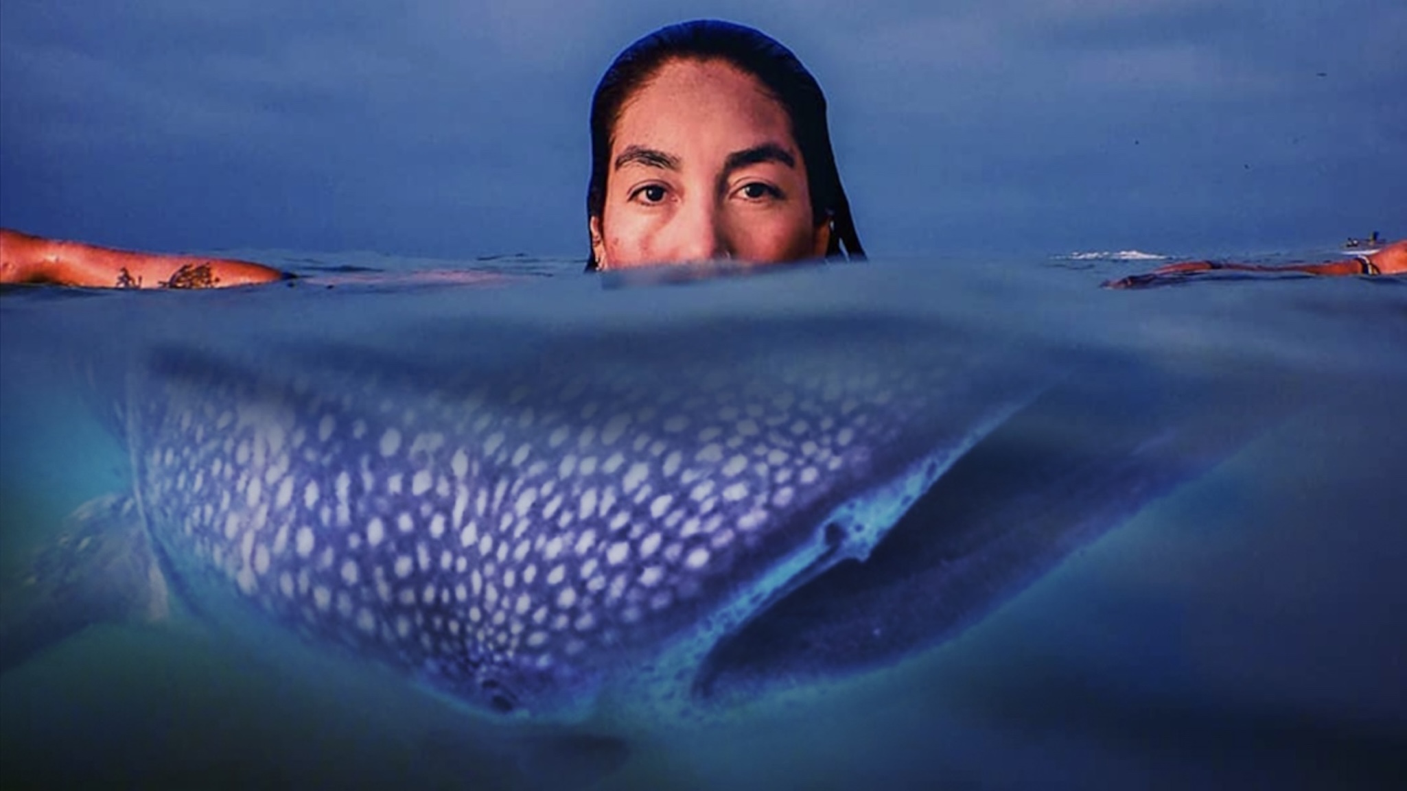 A person swims at the water’s surface with their face visible above water, while a large whale shark with white spots is seen underwater beneath them.