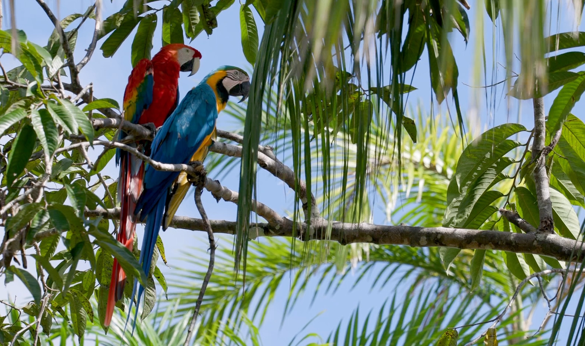 Two colorful parrots, one red and one blue and yellow, sit side by side on a tree branch surrounded by lush green leaves, with blue sky visible in the background.