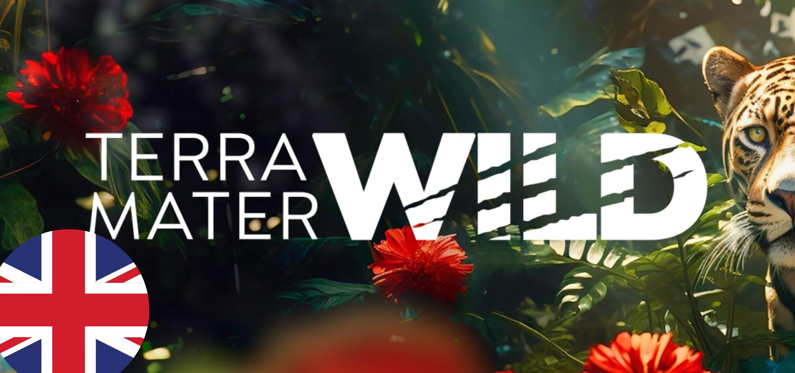 A jungle scene with bold white text reading Terra Mater WILD, perfect for a wildlife channel, is surrounded by red flowers and foliage, with a jaguar’s face on the right and a British flag icon in the lower left corner.