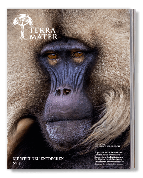Cover of Terra Mater magazine featuring a close-up of a baboons face, showing detailed fur and expressive eyes. The magazine logo and text overlays appear at the top left and bottom right corners.