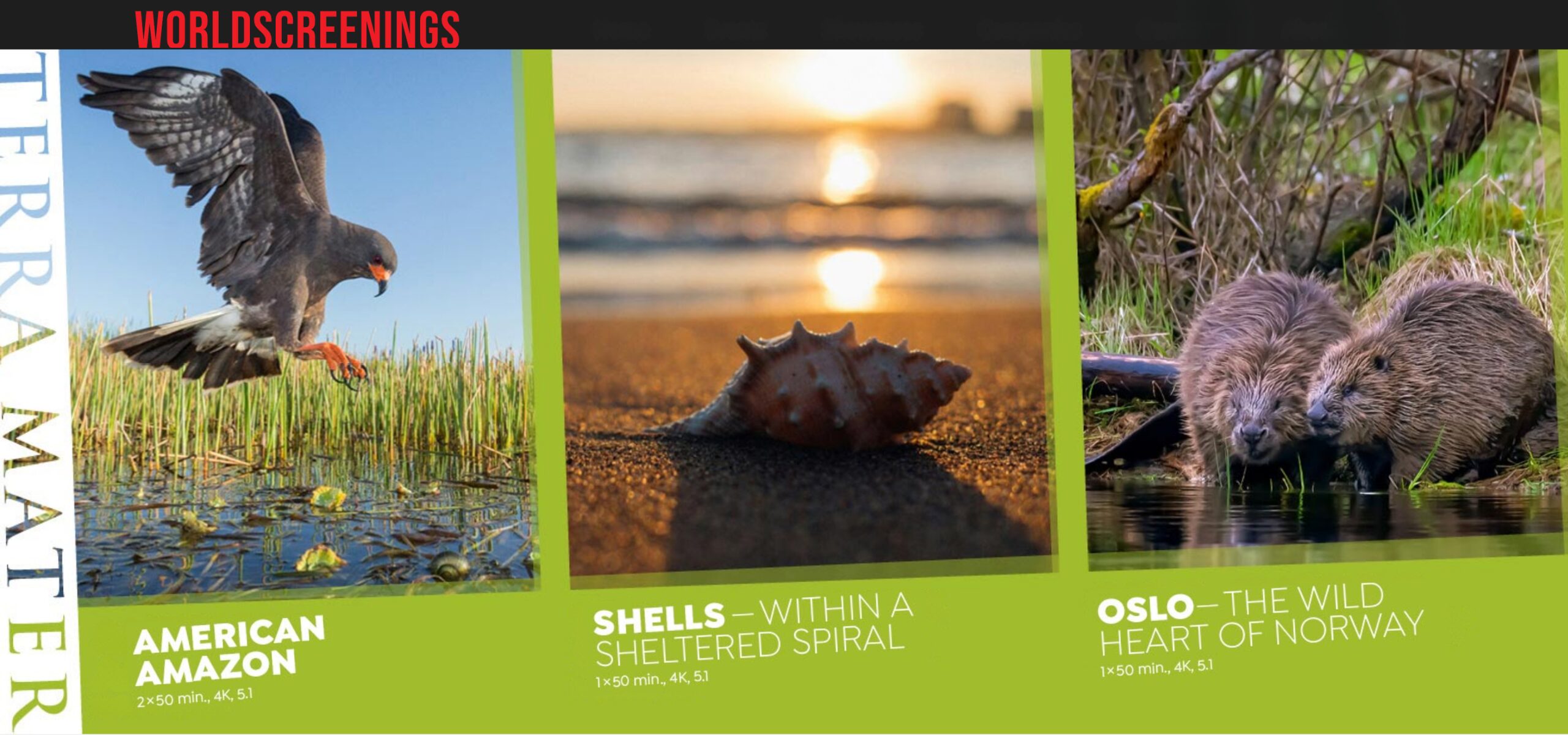 A dark bird hovers over water in tall grass, a seashell rests on sand at sunset, and two beavers sit together by a pond, each image featuring world screen program titles and descriptions.