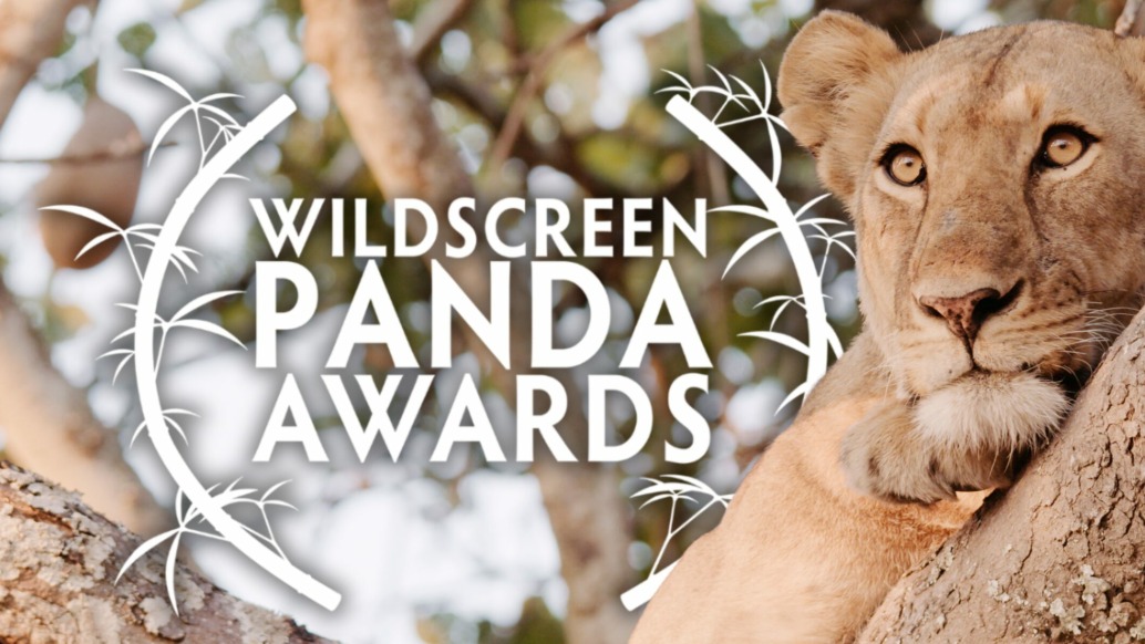 A lioness rests on a tree branch, gazing into the distance. The text Wildscreen Panda Award Nominations is overlaid, framed by bamboo illustrations. Green leaves and branches fill the background, celebrating outstanding wildlife films.