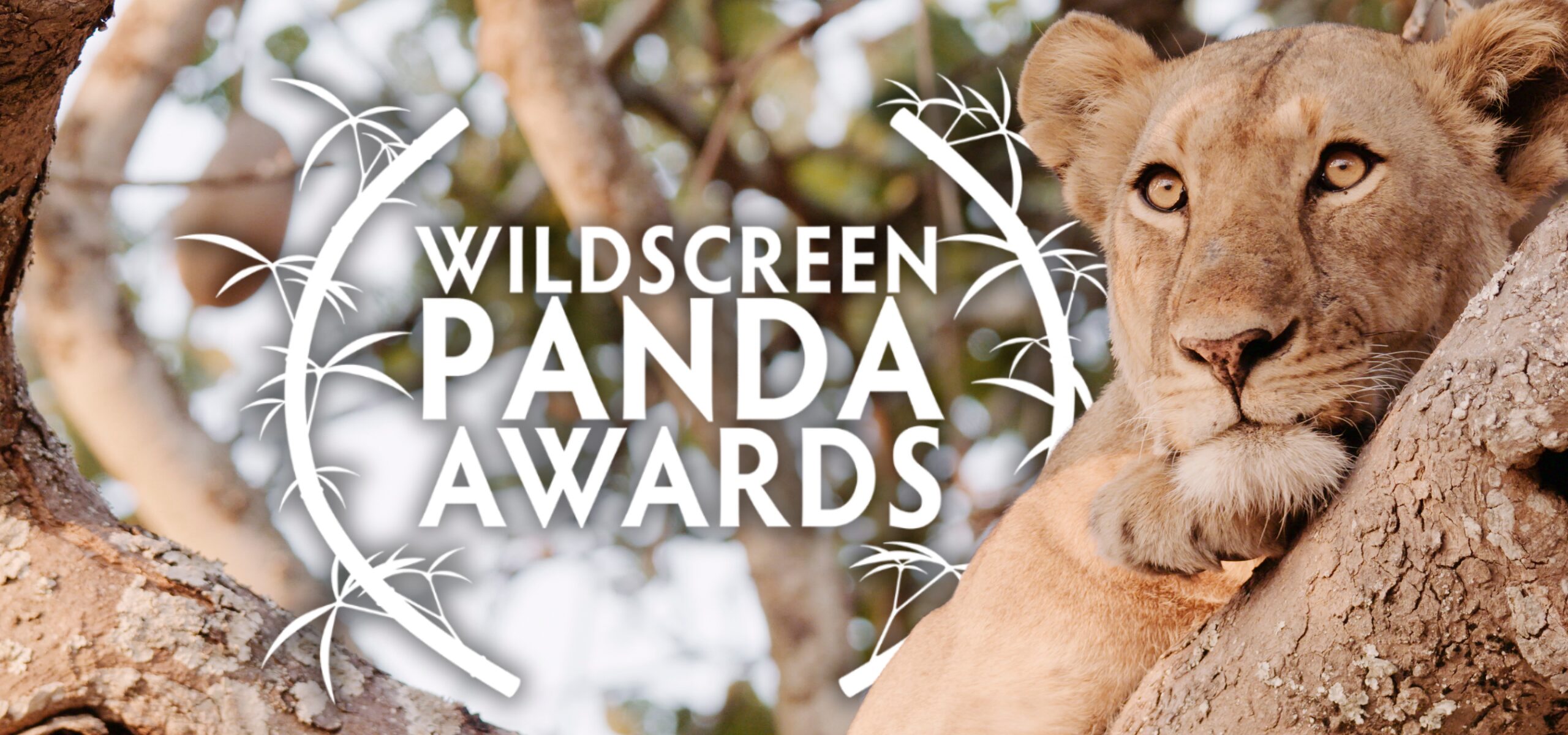 A lioness rests on a tree branch, gazing into the distance. The text Wildscreen Panda Award Nominations is overlaid, framed by bamboo illustrations. Green leaves and branches fill the background, celebrating outstanding wildlife films.
