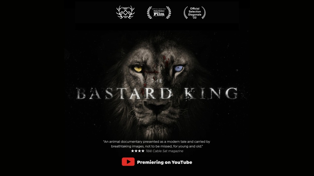 Poster for The Bastard King featuring a dark lion with one yellow and one blue eye, laurels for awards at the top, the film’s title across the lion’s face, and a YouTube Premiere button at the bottom.