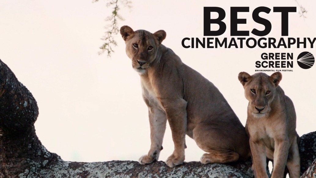 Two lions stand closely together on a tree branch, looking toward the camera. Text on the right reads “Best Cinematography – Green Screen Environmental Film Festival.” This captivating moment highlights stunning green screen artistry.