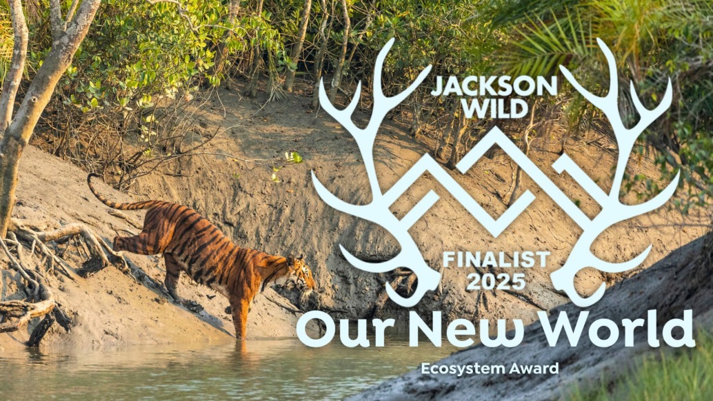 A Bengal tiger steps onto a muddy riverbank surrounded by tropical trees. Overlay text reads: Jackson Wild Media Awards 2025 - Our New World, Ecosystem Award. White antler graphics frame the text.