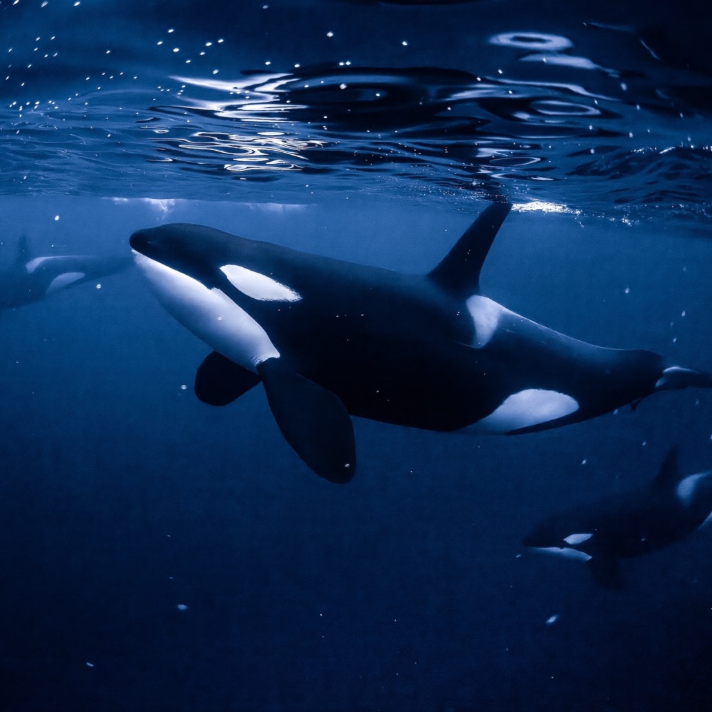 Three orcas swim gracefully underwater in a deep blue ocean, illuminated by light filtering through the surface above them. Their distinct black and white markings are clearly visible.