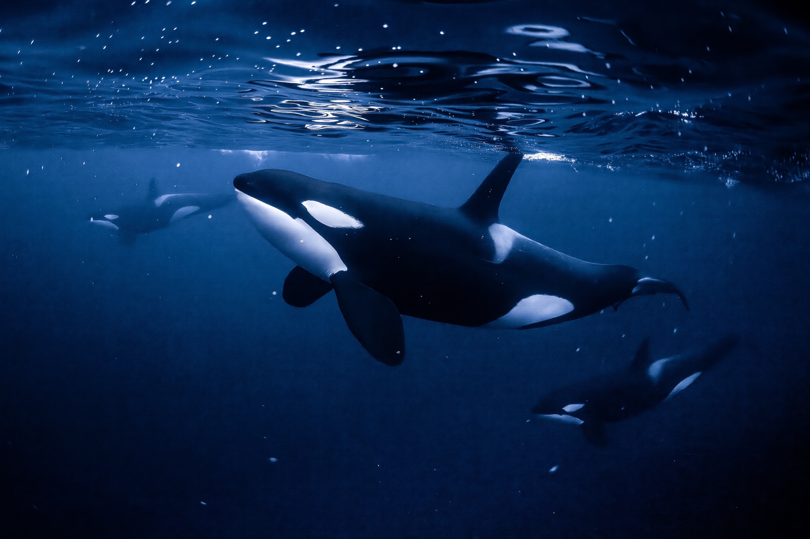 Three orcas swim gracefully underwater in a deep blue ocean, illuminated by light filtering through the surface above them. Their distinct black and white markings are clearly visible.