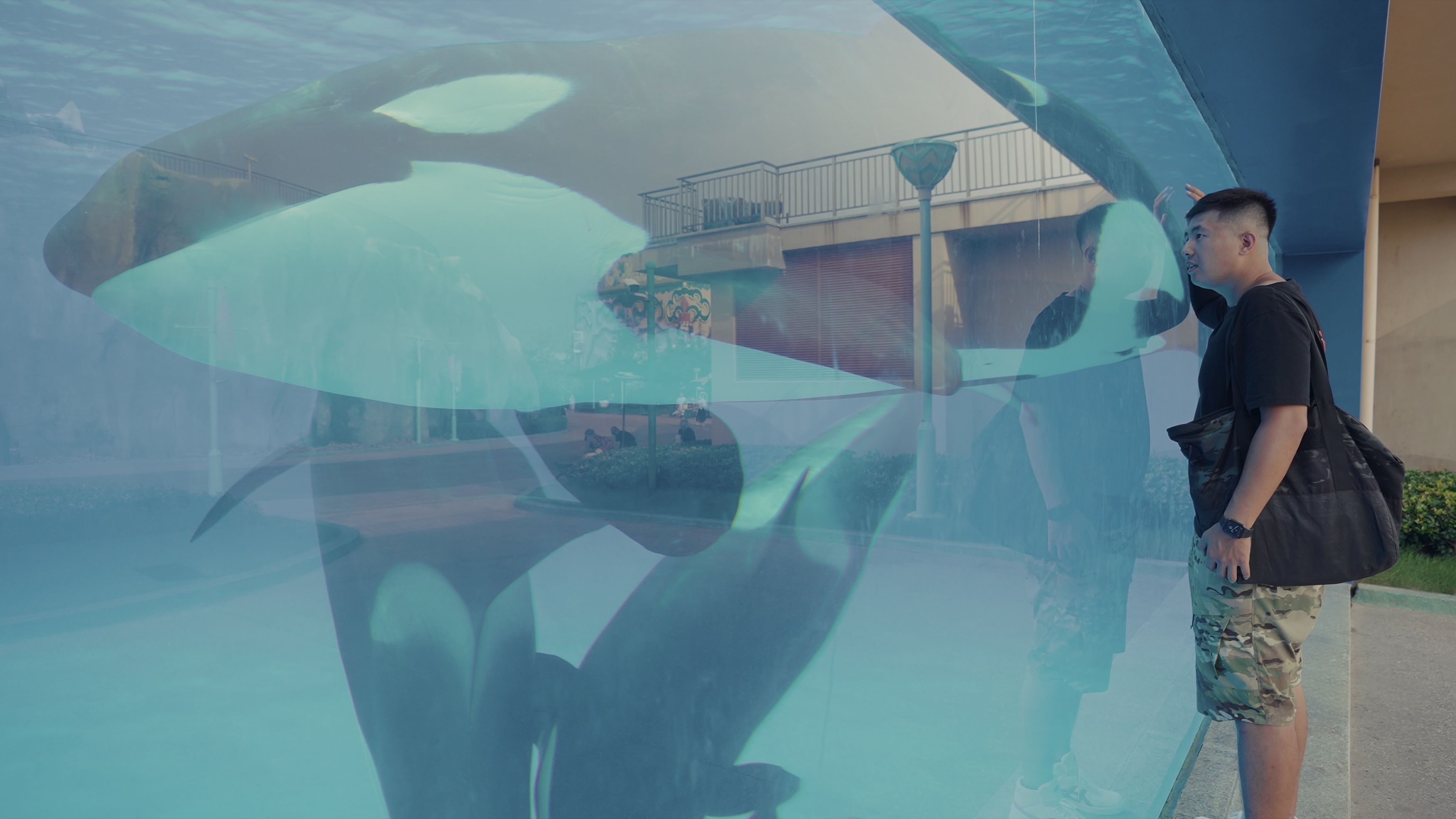 A man stands outside an aquarium tank, looking at two orcas swimming underwater. The orcas are close to the glass, and the man is visible through the blue-tinged water of the tank.