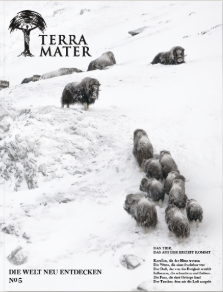 A group of musk oxen walk through a snowy landscape on the cover of Terra Mater magazine, with some oxen on a hill and others below. The background is white and wintry.