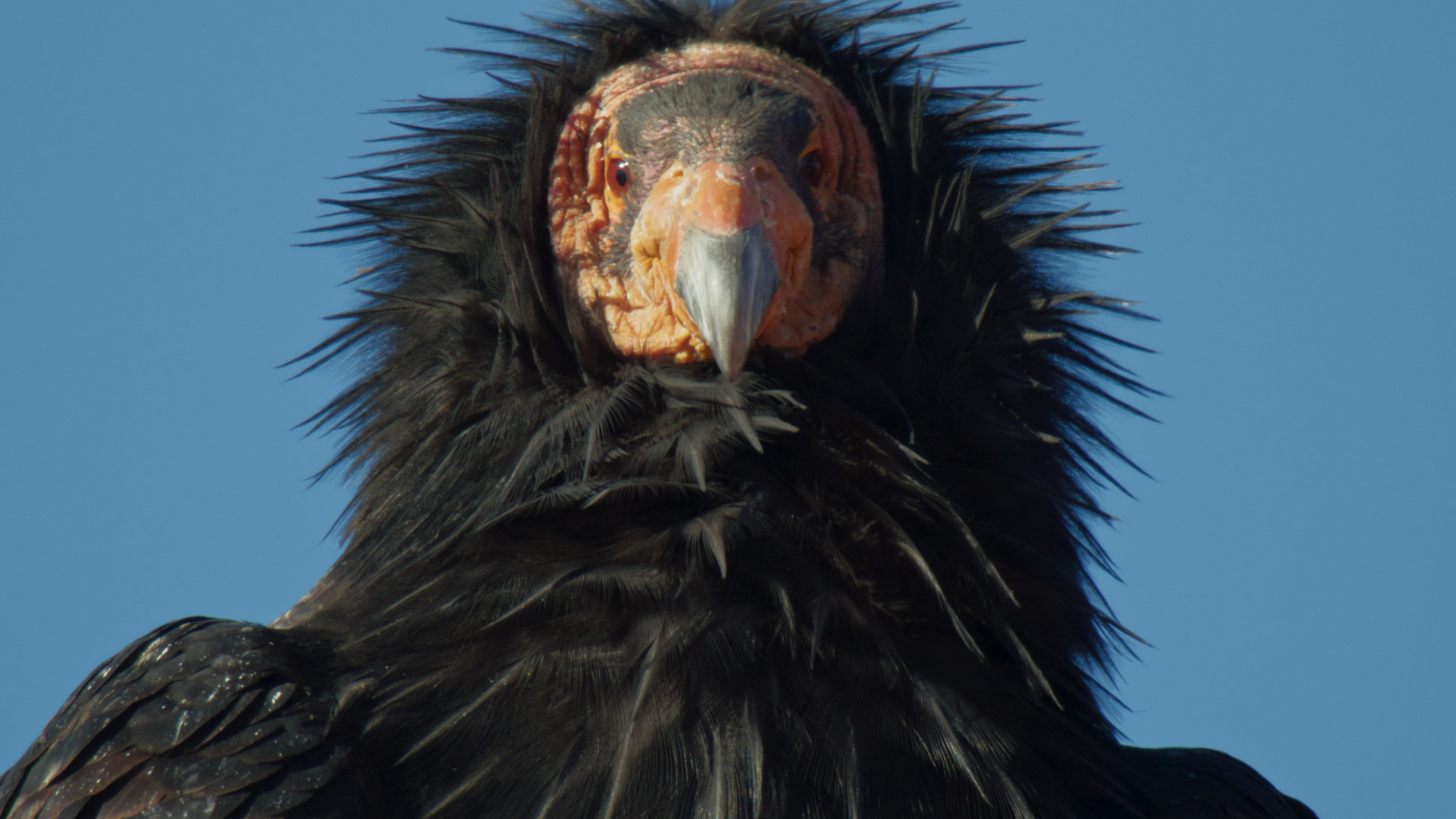 A close-up of a California condor with a wrinkled, featherless orange head, piercing eyes, and thick black feathers against a clear blue Colorado sky.