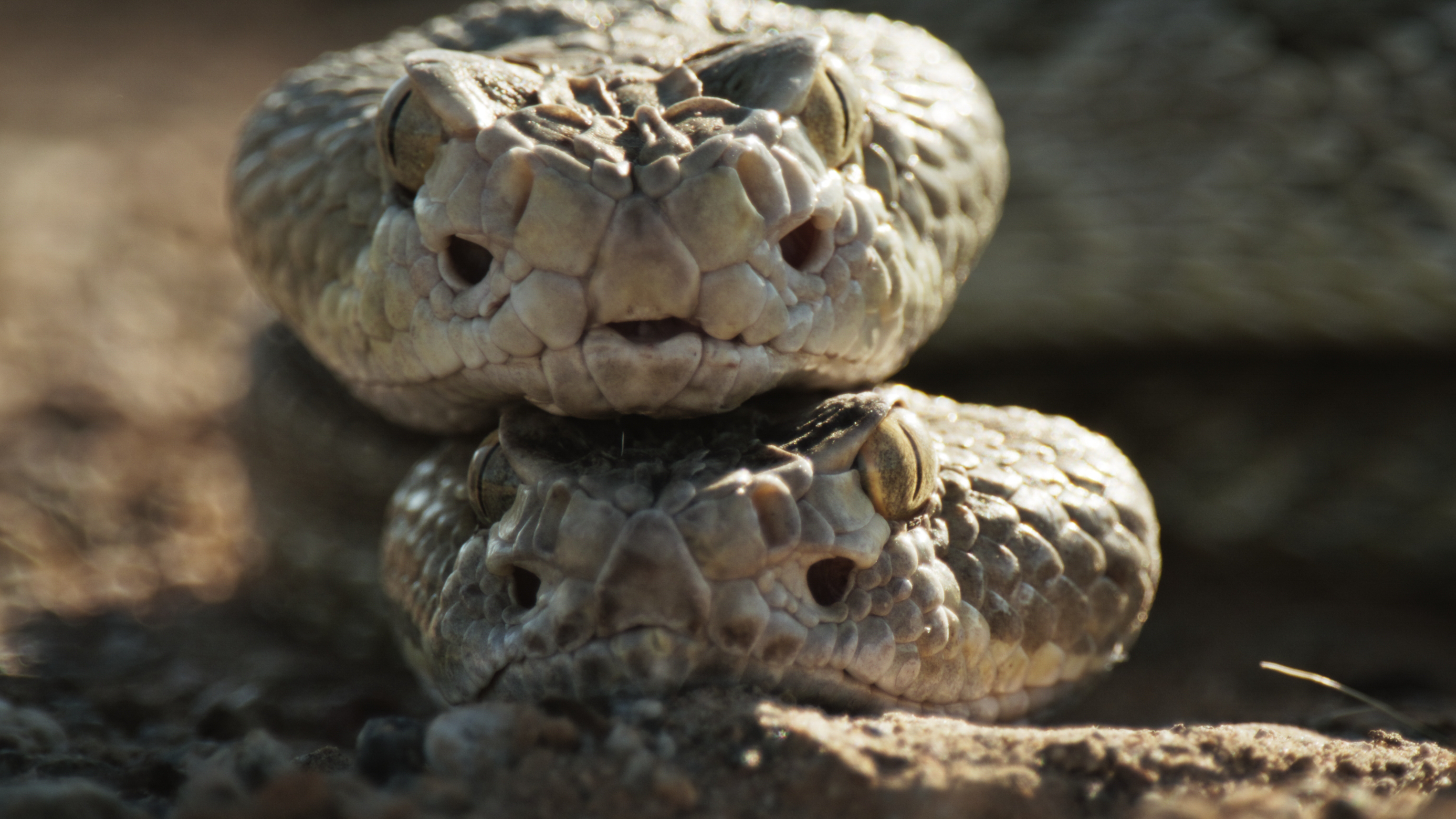 Two rattlesnakes are stacked on top of each other, their heads close together on the ground. The image, taken in Colorado, highlights their textured scales, eyes, and nostrils in stunning detail.