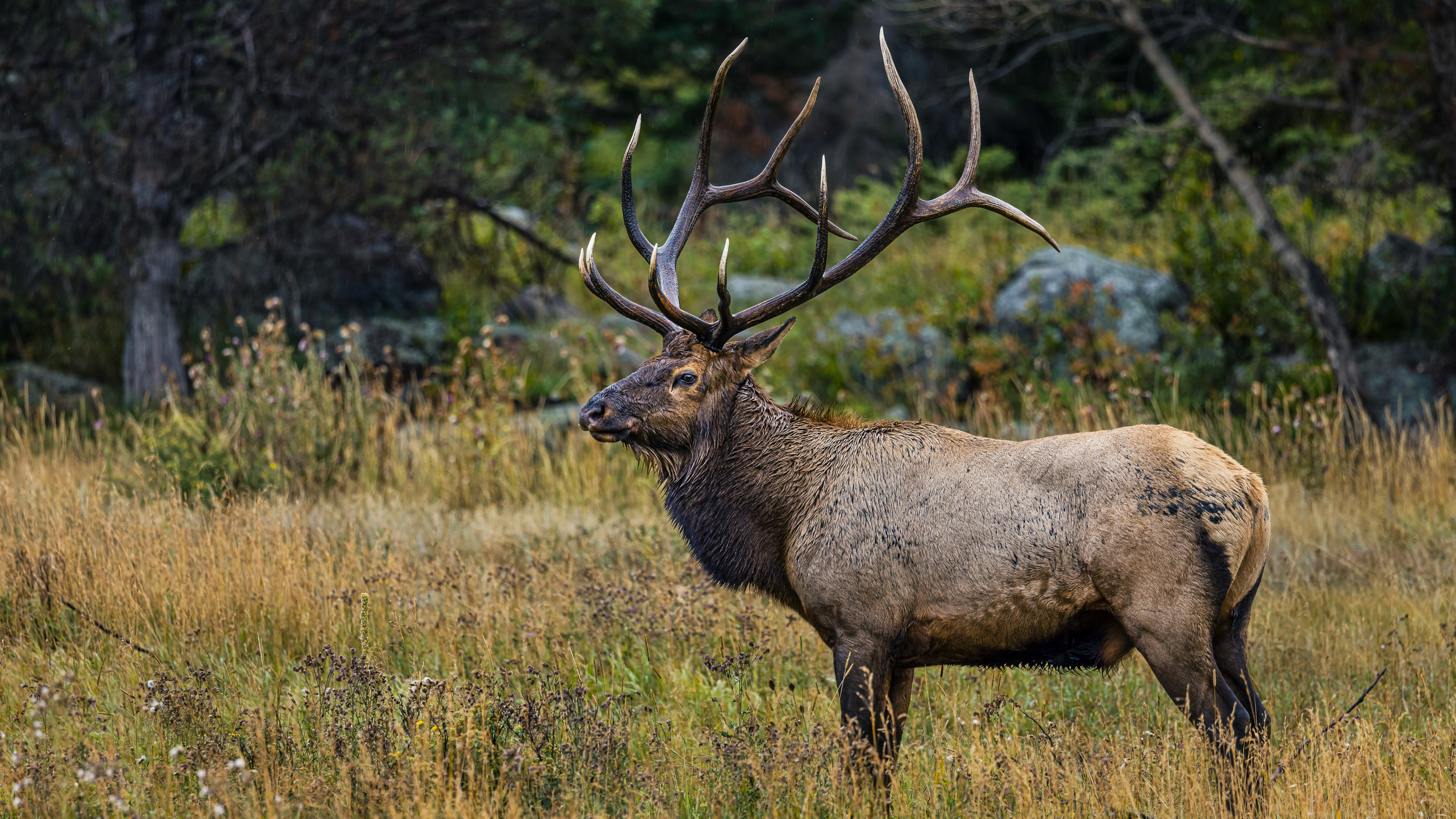 A large elk with impressive antlers stands in a grassy field near the Colorado River, surrounded by tall wild grass and scattered trees in a natural forest setting.