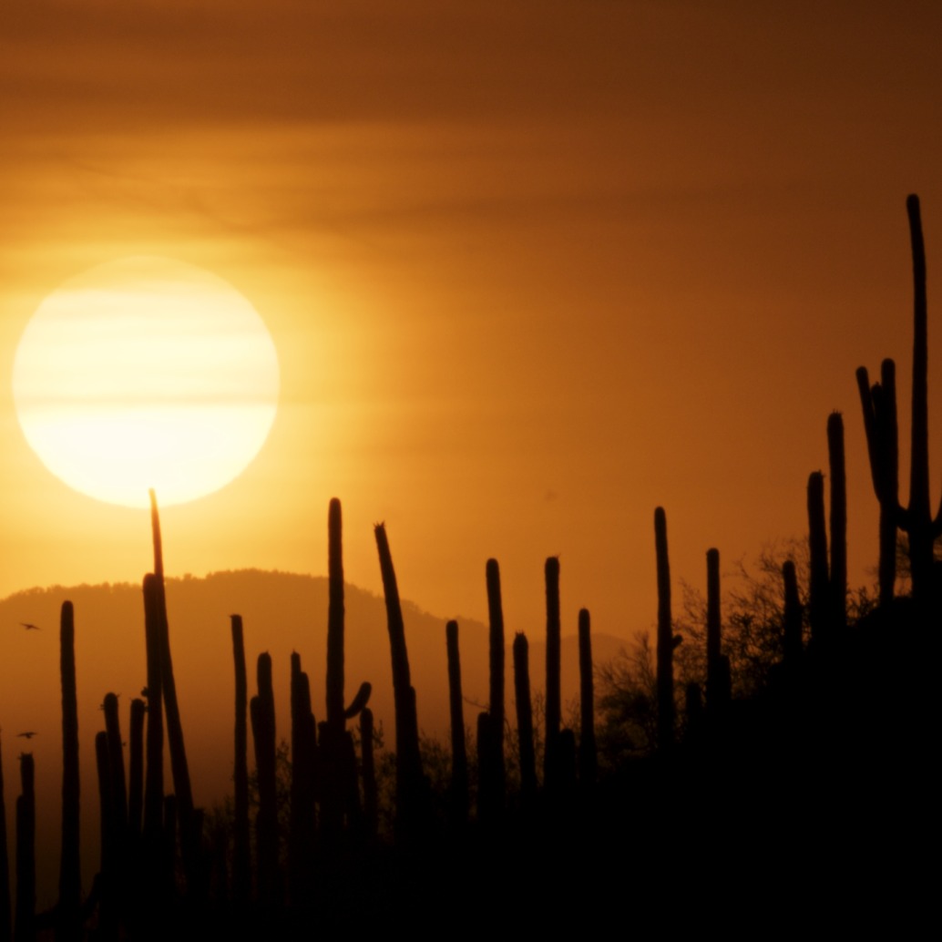 A vivid orange sunset over a desert landscape, with tall saguaro cacti silhouetted against the sun and the distant peaks along the Mighty Colorado River.