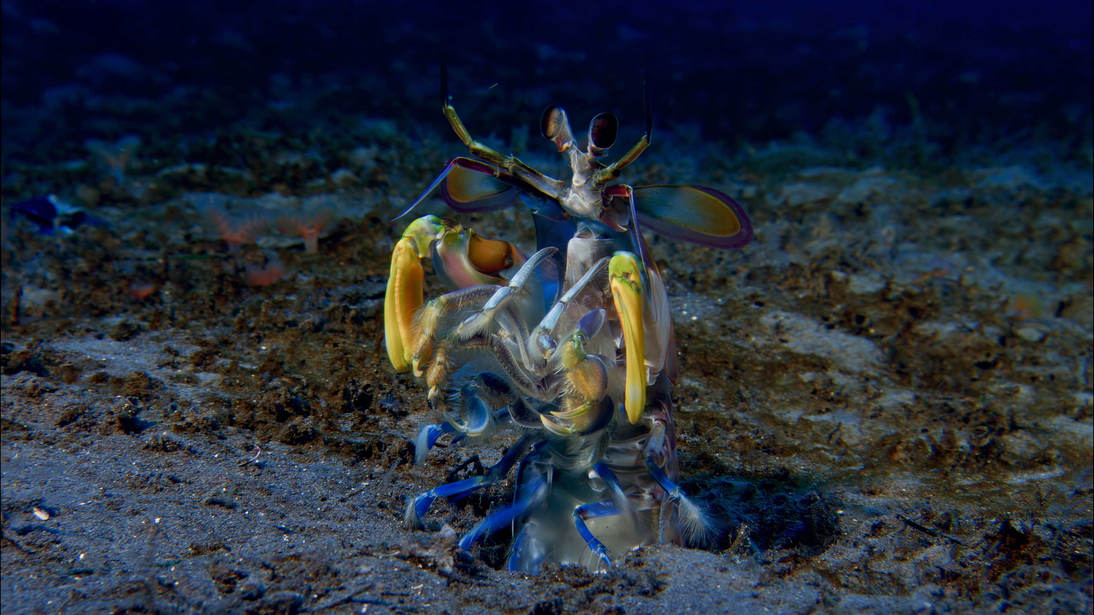 A mantis shrimp with vibrant colors stands on the sandy ocean floor, displaying its large, yellow and blue clubbed claws and long antennae against the mysterious darkness of The Ocean at Night.