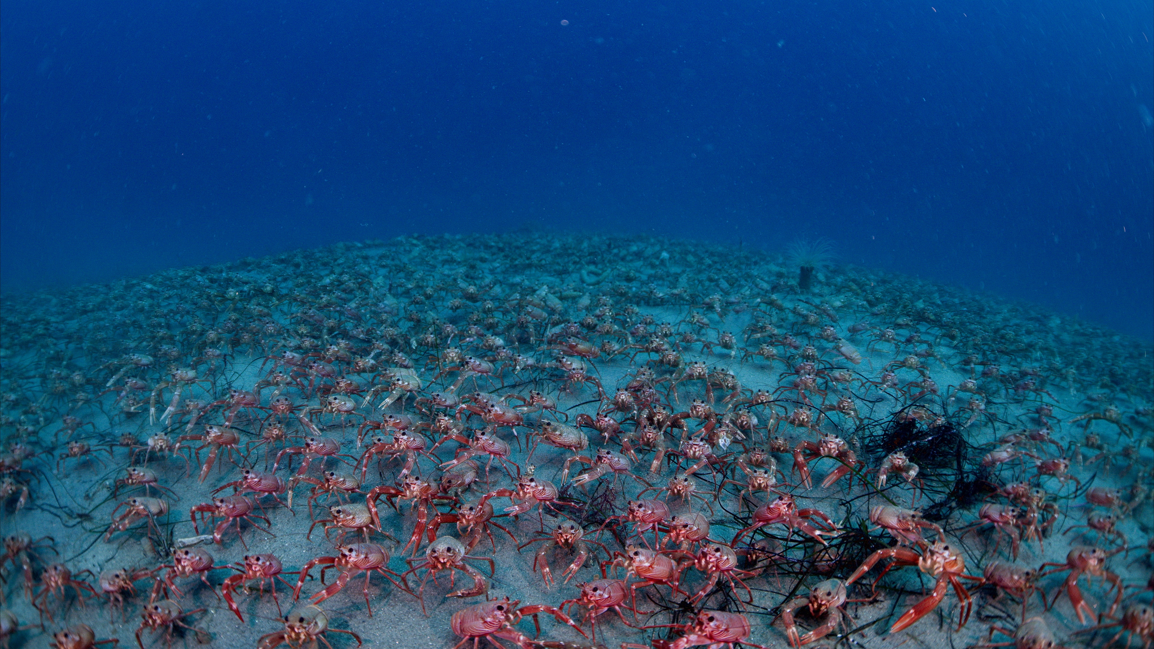 Thousands of red crabs crowd the sandy ocean floor under deep blue water, creating a dense, colorful carpet across the seabed, like a vivid scene from The Ocean at Night.
