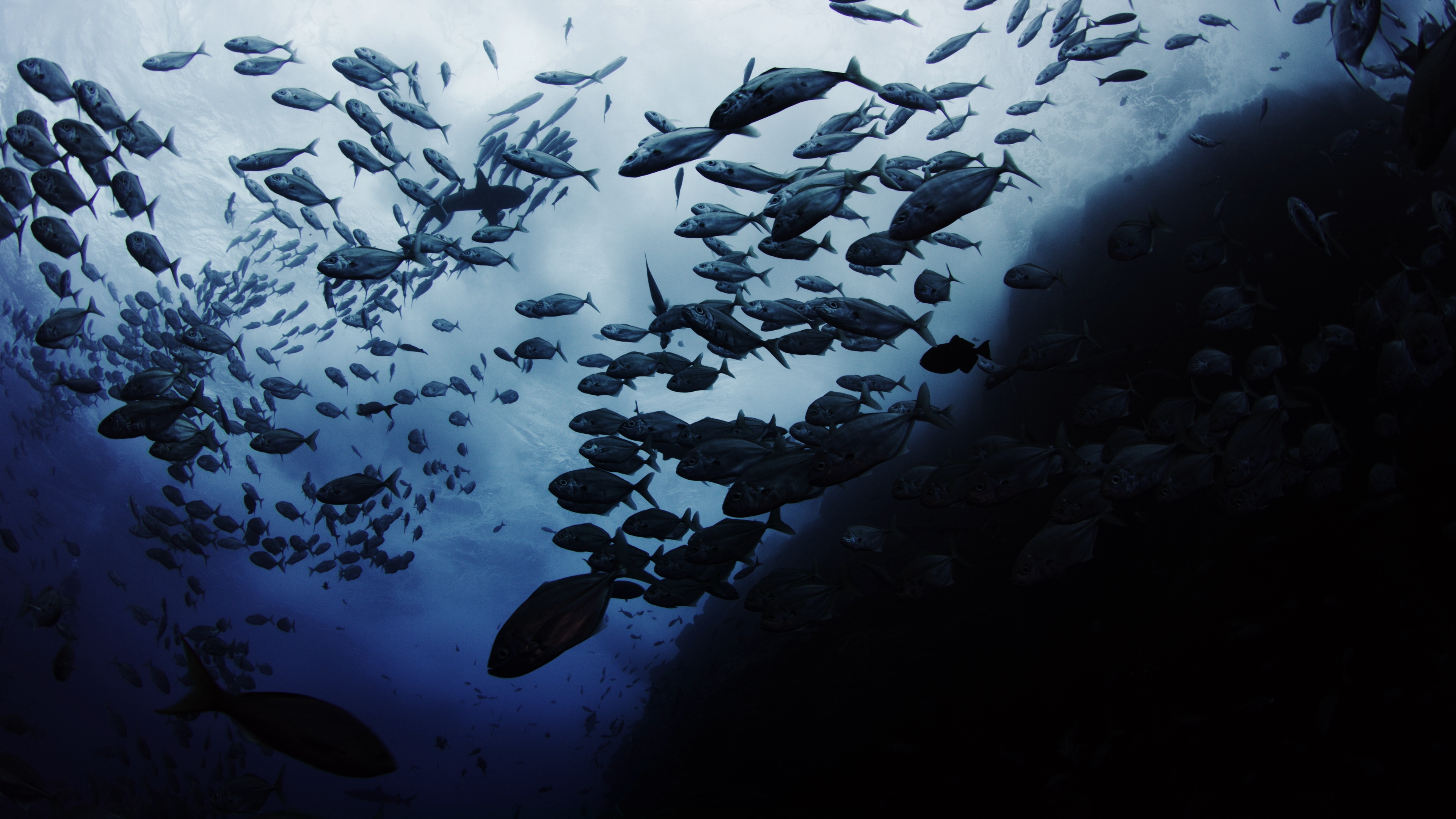 A large school of fish swims underwater, seen from below with light filtering down from the surface, evoking The Ocean at Night and creating a dramatic silhouette effect against the dark blue water.