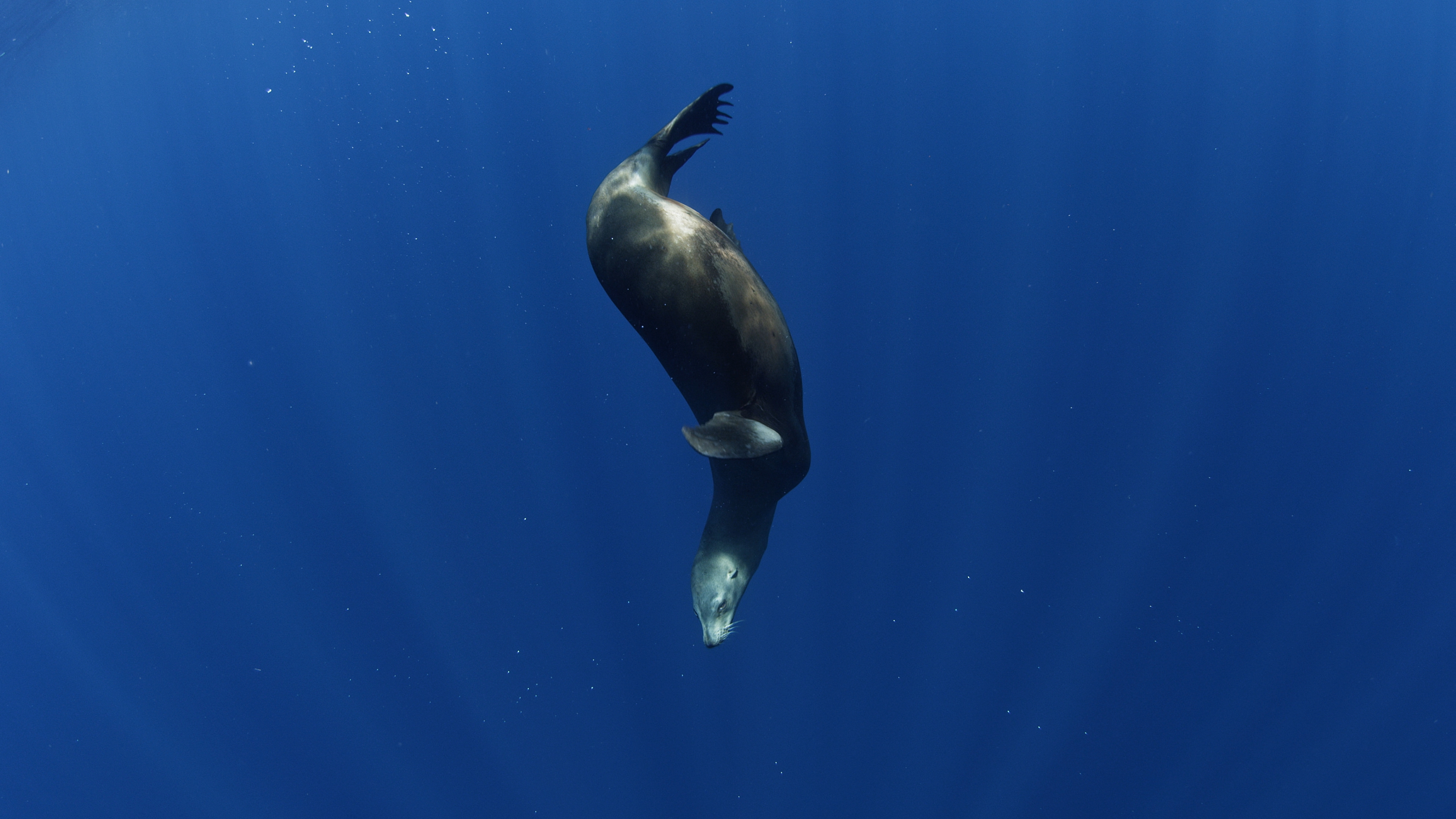 A sea lion swims gracefully underwater in the deep blue ocean, illuminated by sunlight streaming down from above, evoking the serene mystery of The Ocean at Night.