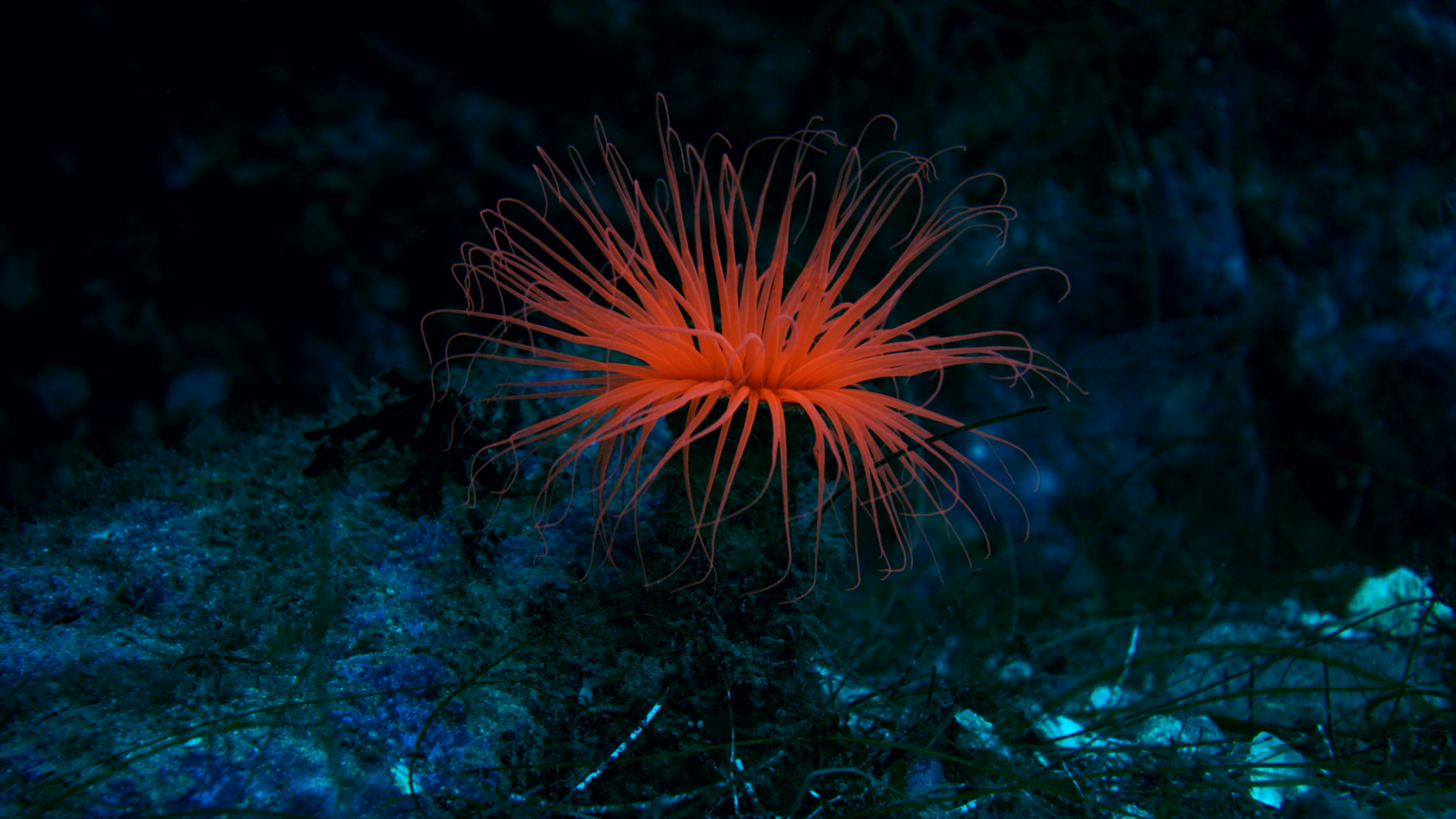 Bright orange sea anemone with long, flowing tentacles stands out against a dark, underwater background of rocks and deep blue hues, capturing the mysterious beauty of The Ocean at Night.