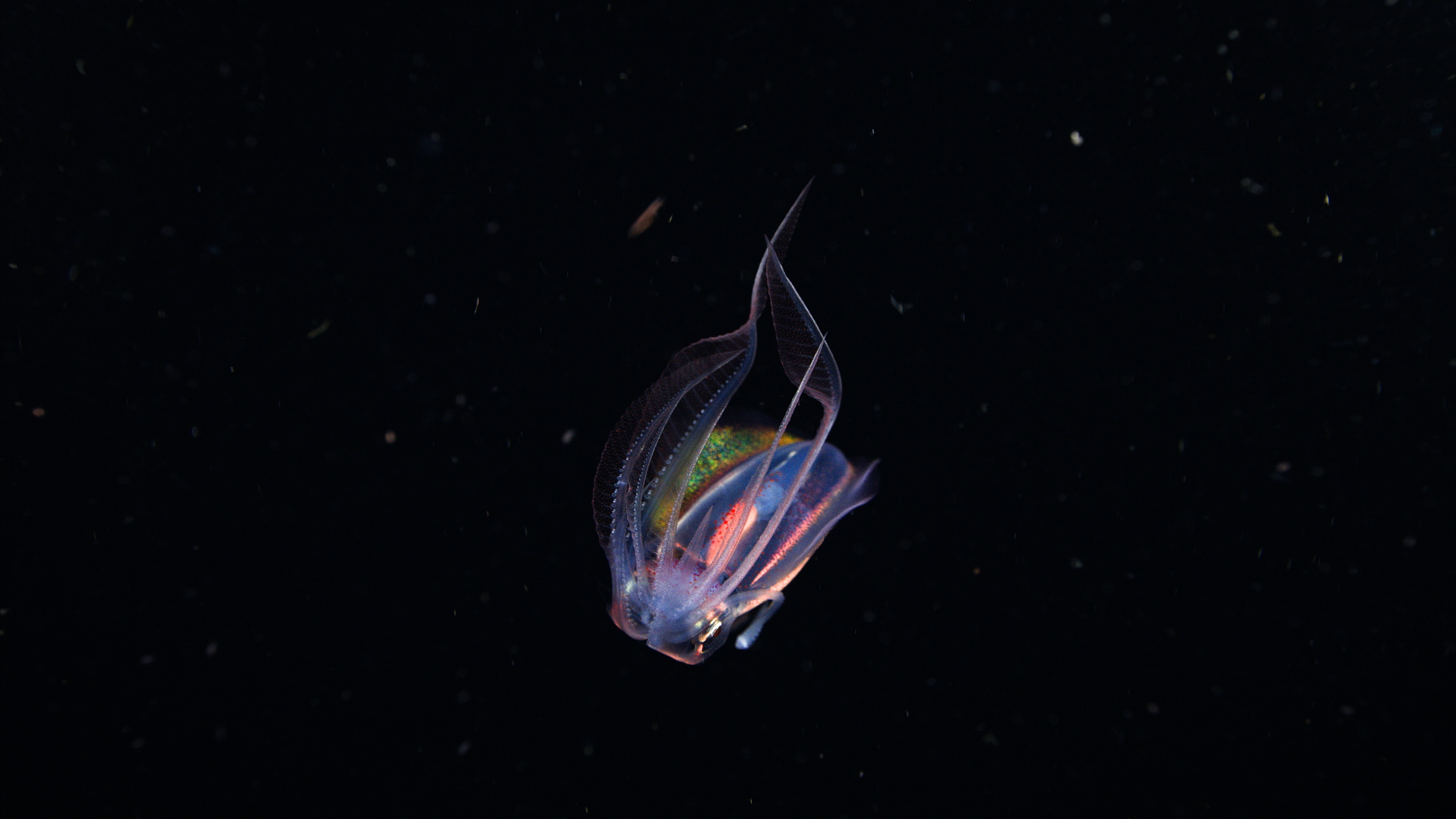 A translucent, colorful deep-sea fish with flowing fins floats against a dark, black background, evoking the mysterious beauty of The Ocean at Night, surrounded by shimmering small particles.