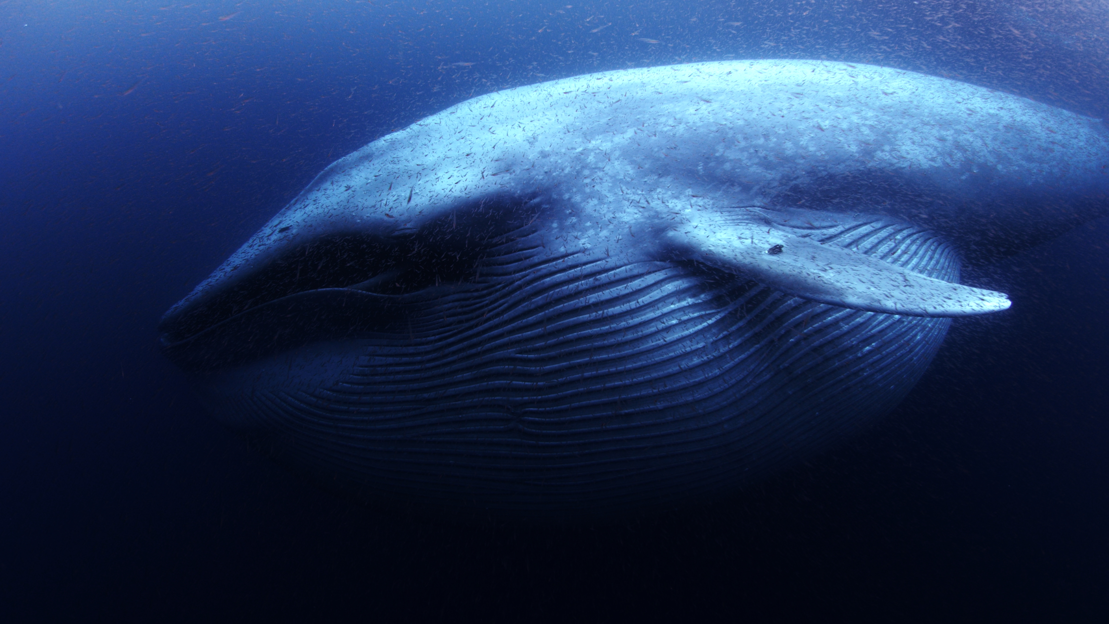 A close-up underwater view of a blue whale swimming, its large, ribbed throat and side fin visible in the deep blue water—like a gentle giant drifting through The Ocean at Night, surrounded by shimmering particles.