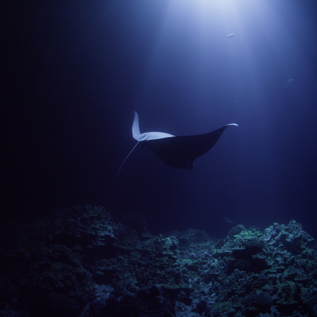 A manta ray swims gracefully above a dark ocean floor, illuminated by a beam of light piercing The Ocean at Night, creating a dramatic and serene underwater scene.