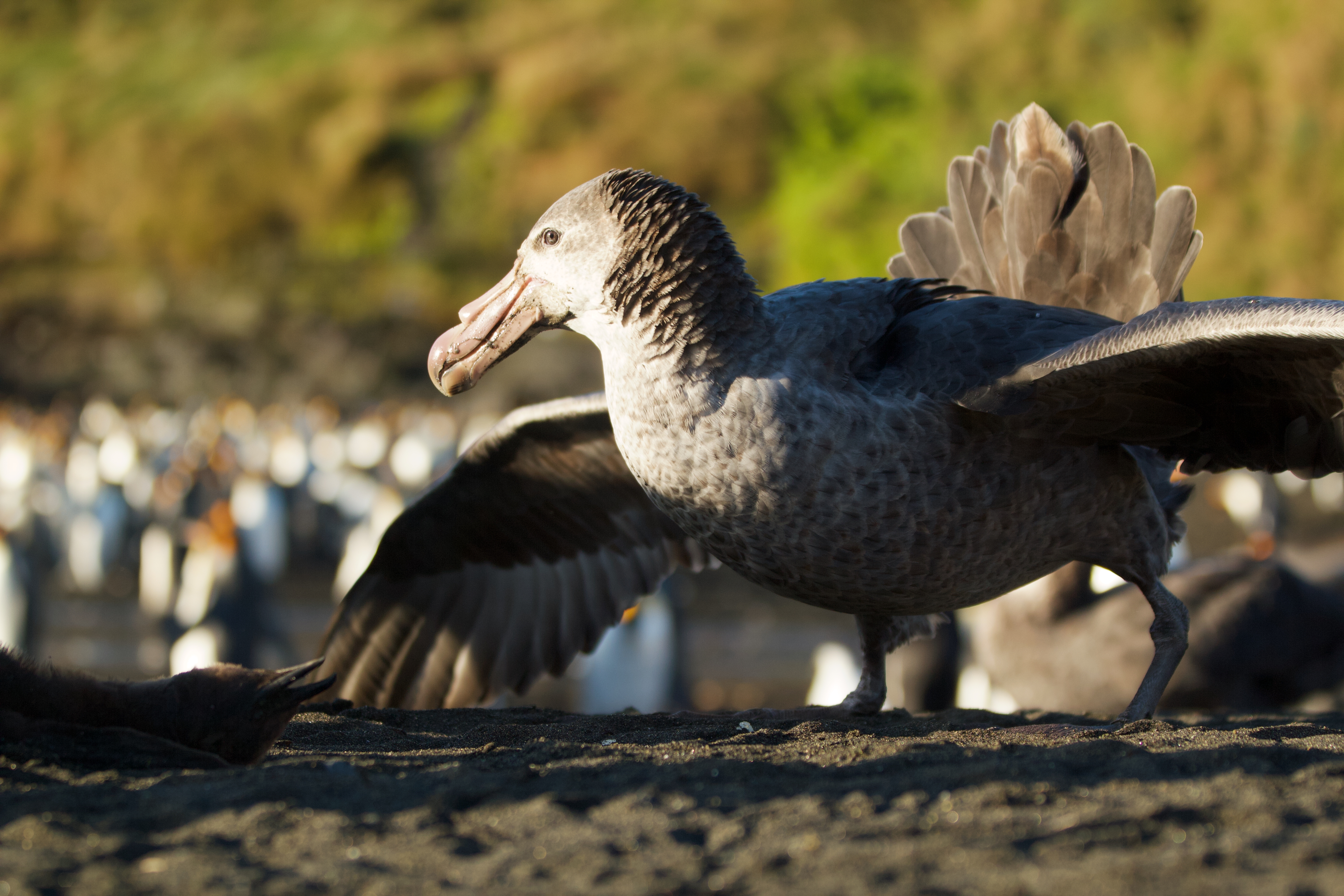 A large seabird, likely a giant petrel, spreads its wings aggressively on a dark sandy beach. Blurred penguins and green vegetation are visible in the background.