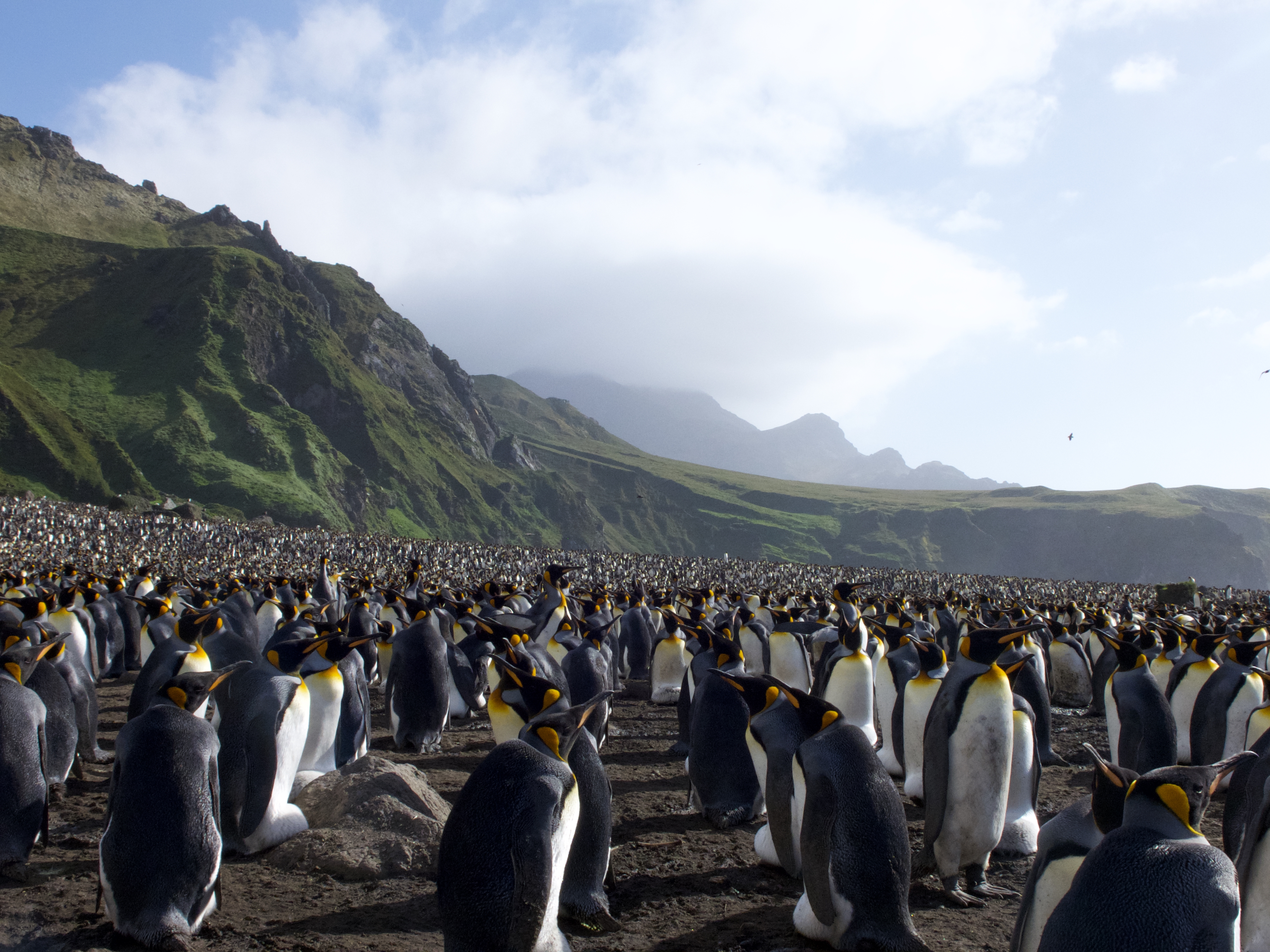 A large colony of king penguins stands closely together on rocky ground, with grassy hills and mountains in the background under a partly cloudy sky.