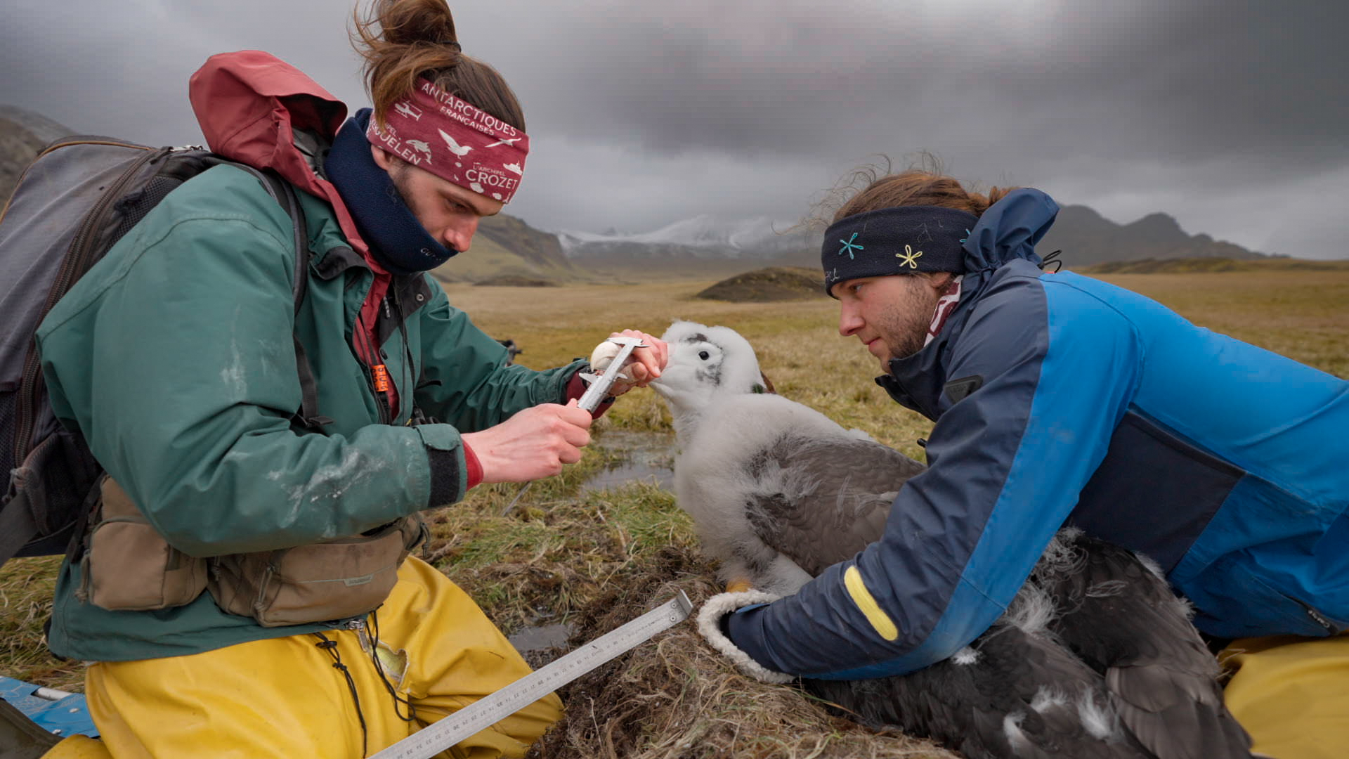 Two researchers in outdoor gear examine and measure a large grey albatross chick in a grassy, mountainous landscape under a cloudy sky. One holds the chick while the other uses calipers to take measurements.