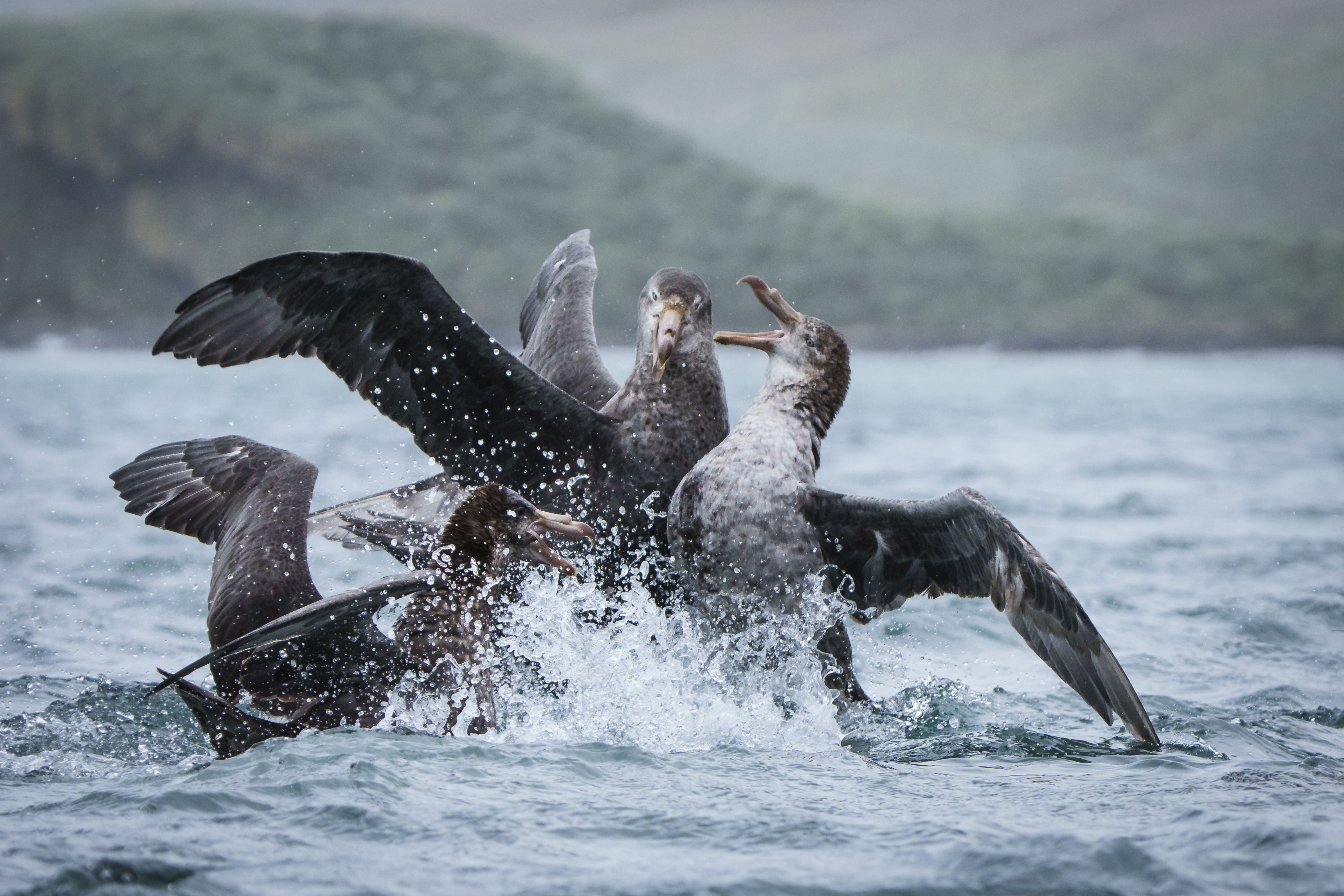 Three large seabirds, likely albatrosses or petrels, fight aggressively in splashing water, wings spread and beaks open, with a misty green landscape in the background.