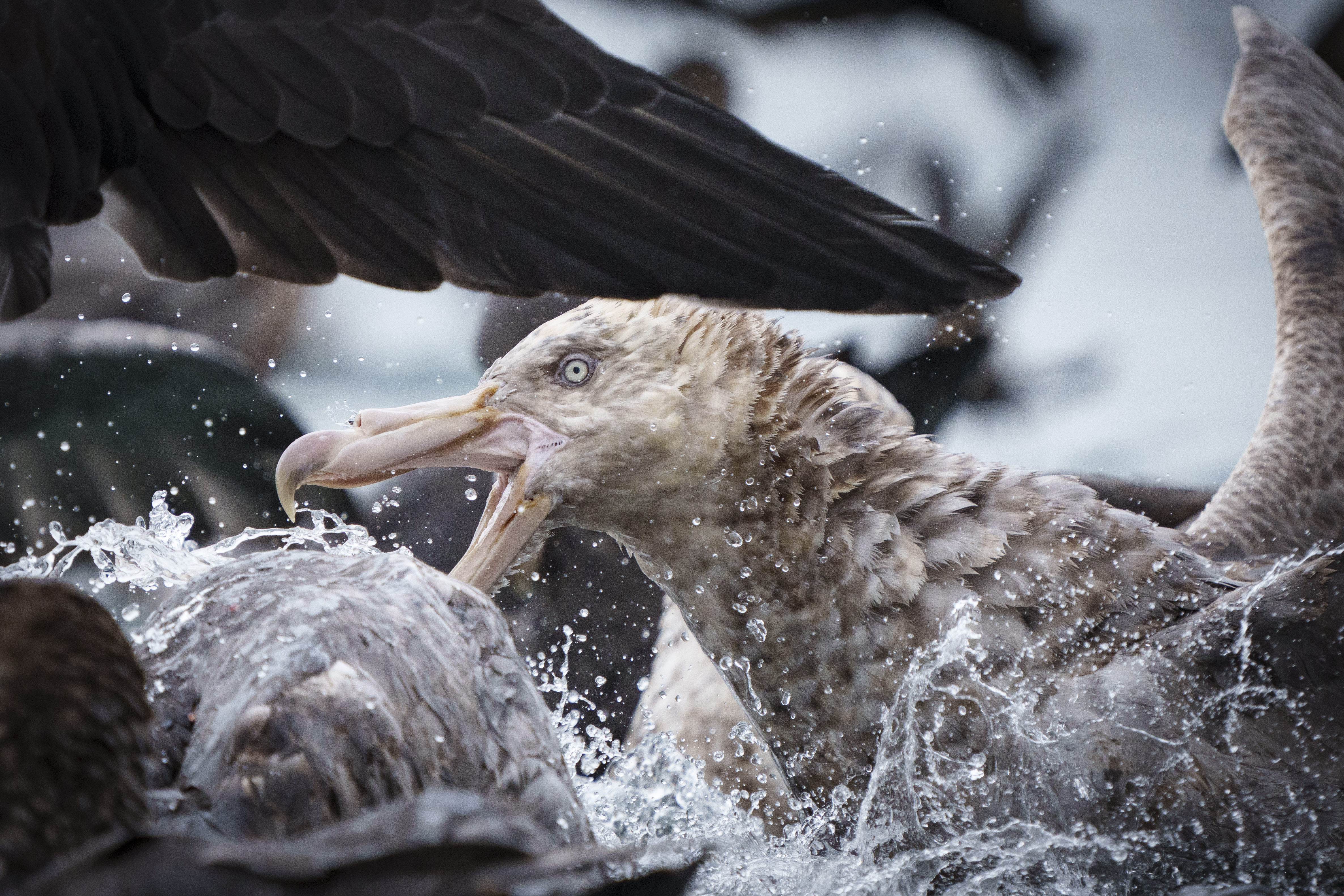A giant petrel with beak open aggressively confronts another seabird amid splashing water, wings spread wide. Close-up action shot capturing an intense feeding or territorial dispute.