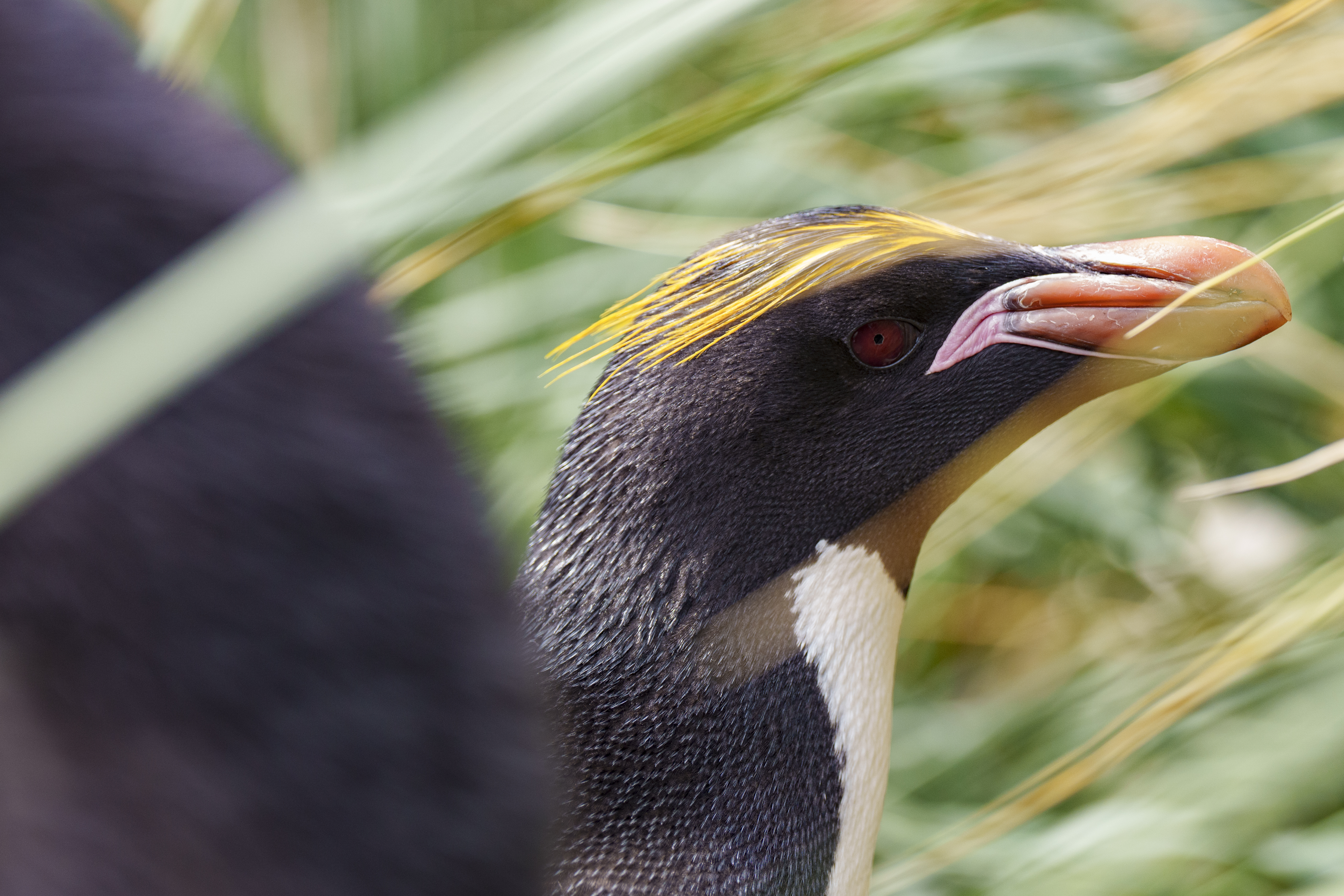 Close-up of a northern rockhopper penguin with spiky yellow feathers above its eyes, an orange beak, and a blurred background of green grass.