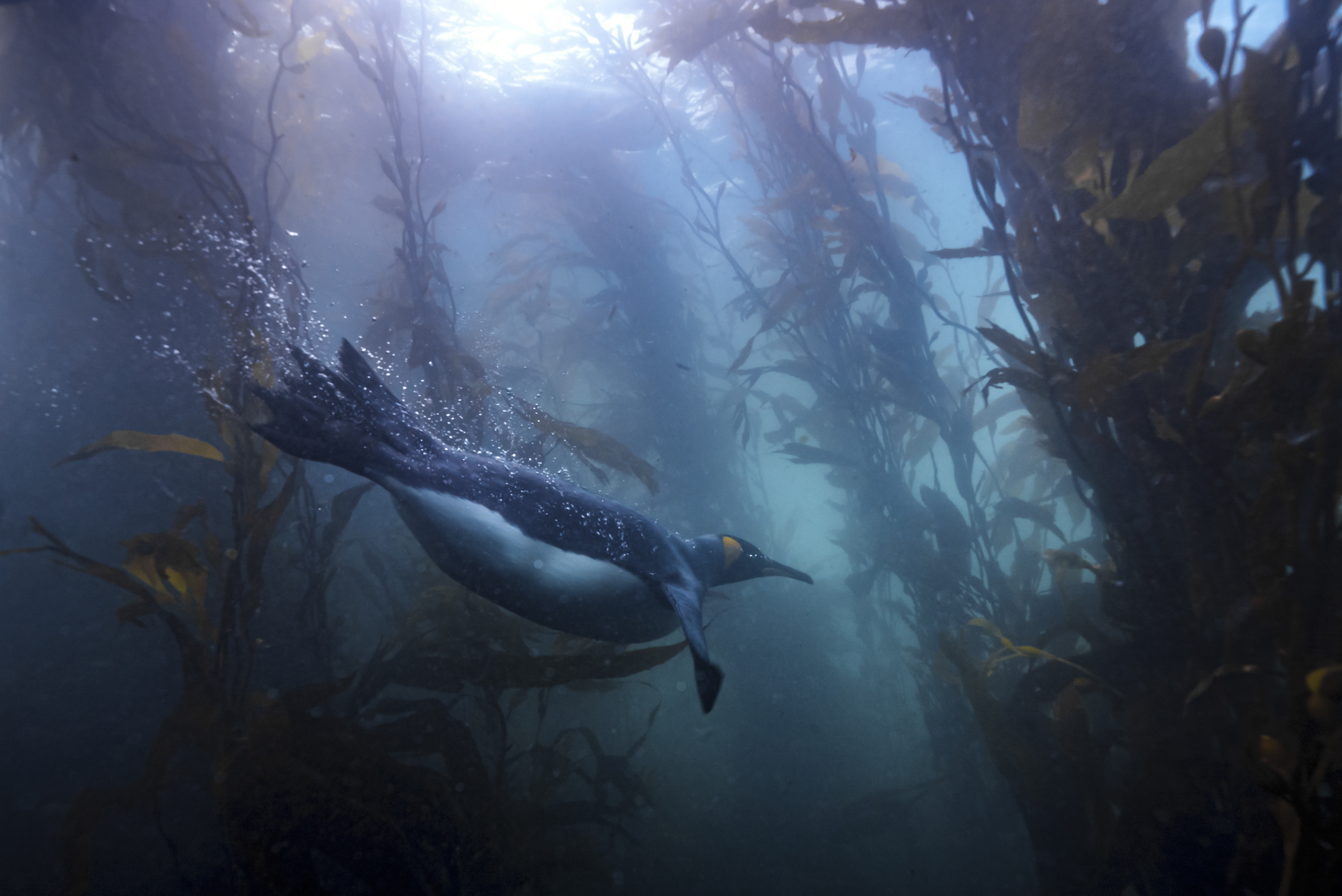 A penguin swims underwater through dense, tall kelp forests, illuminated by sunlight filtering down from the surface above.