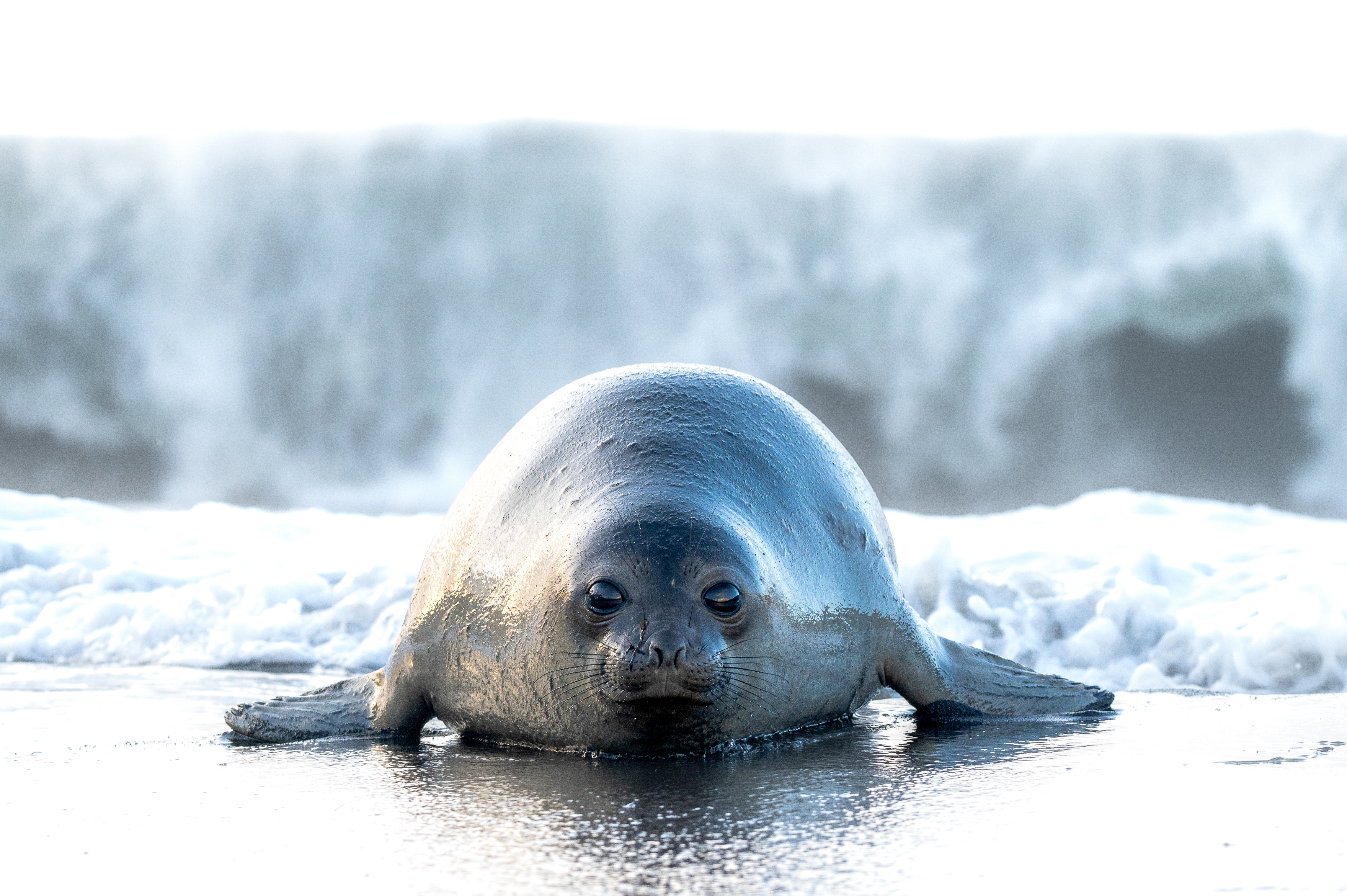 A young seal lies on wet sand near the shoreline, facing the camera, with ocean waves and white foam in the background.